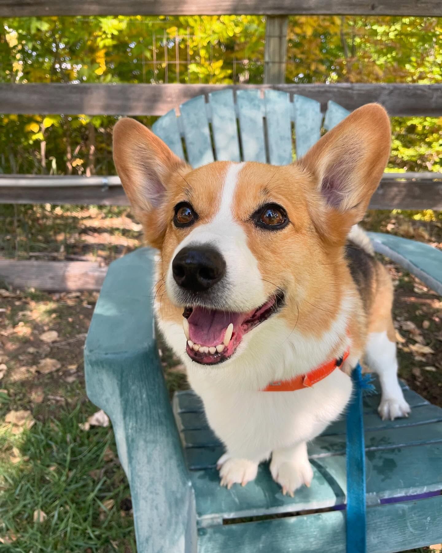 A brown and white dog is sitting on a blue chair