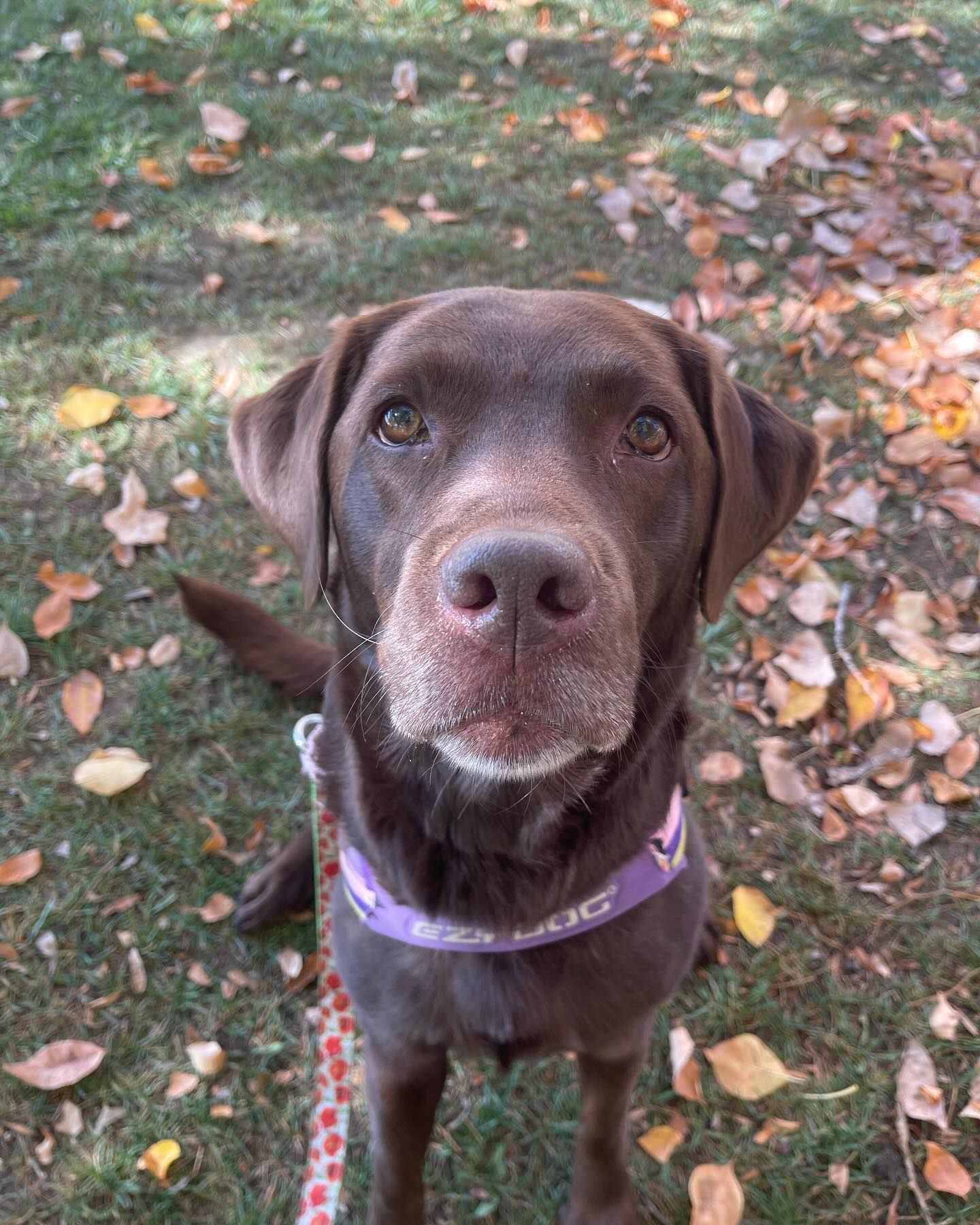 A brown dog wearing a purple collar is looking up at the camera