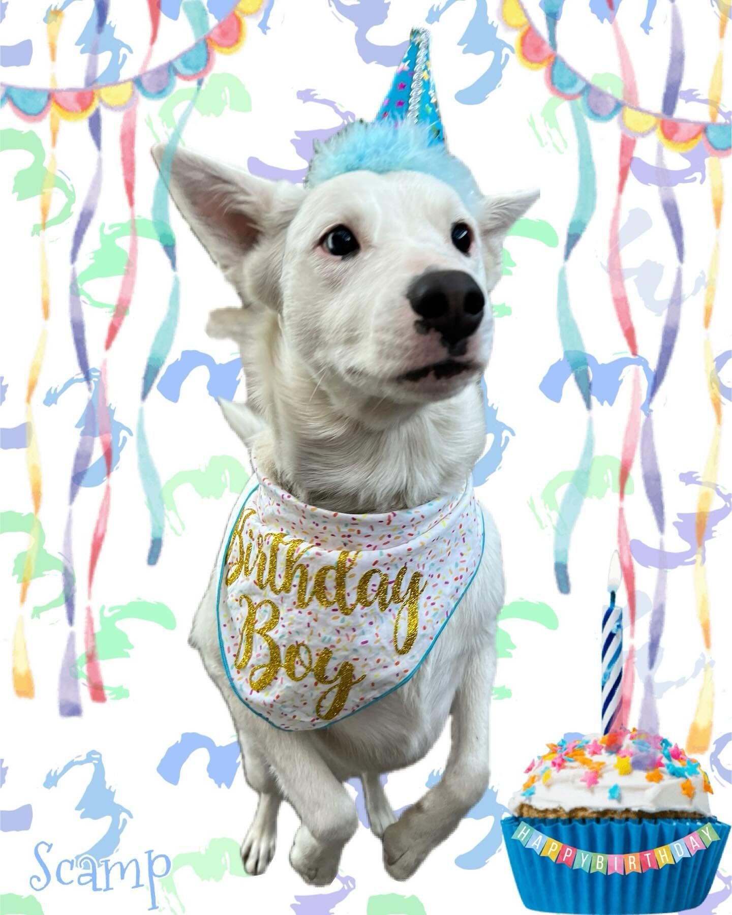 A white dog wearing a birthday boy bandana and hat