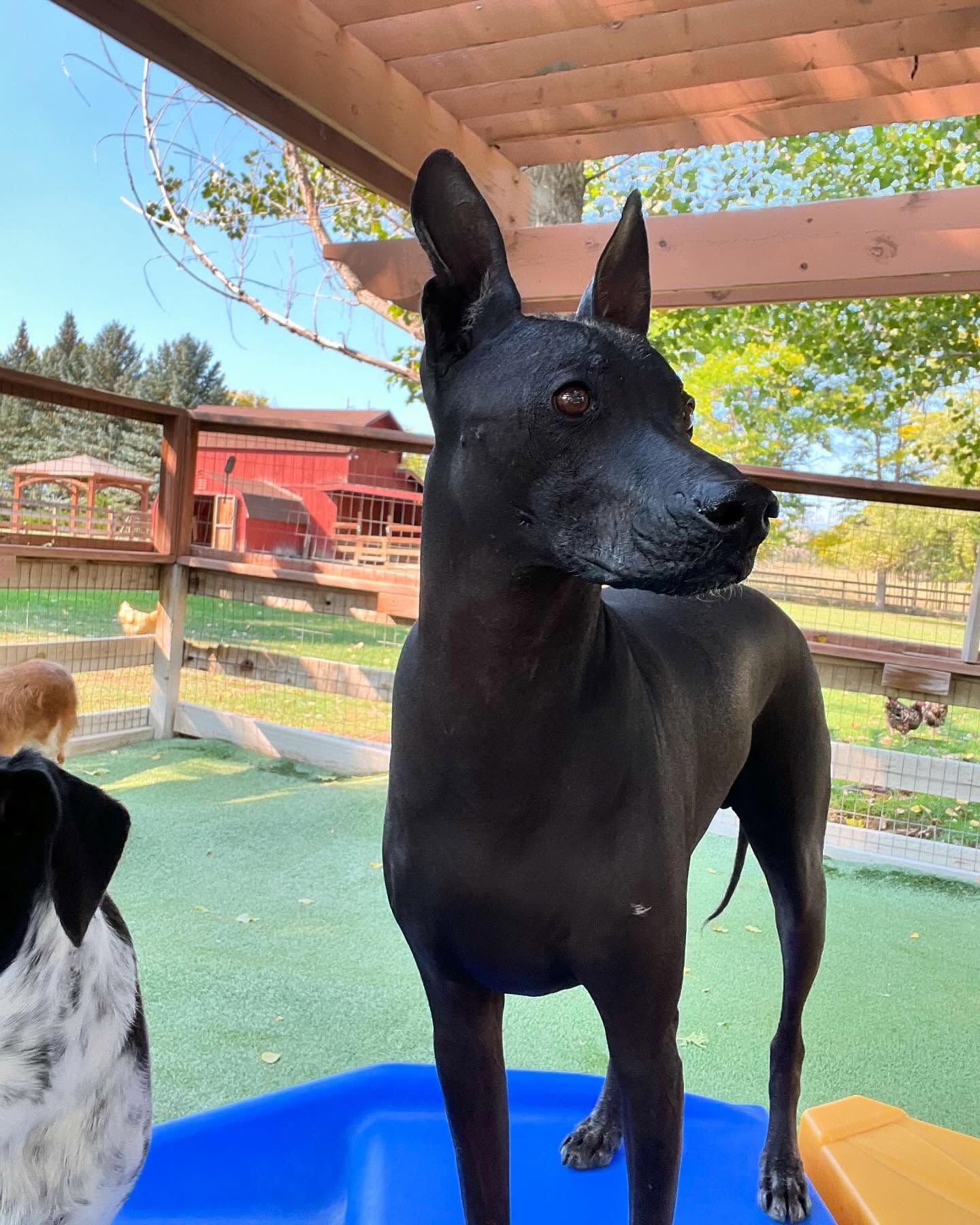 A black dog is standing next to a blue pool