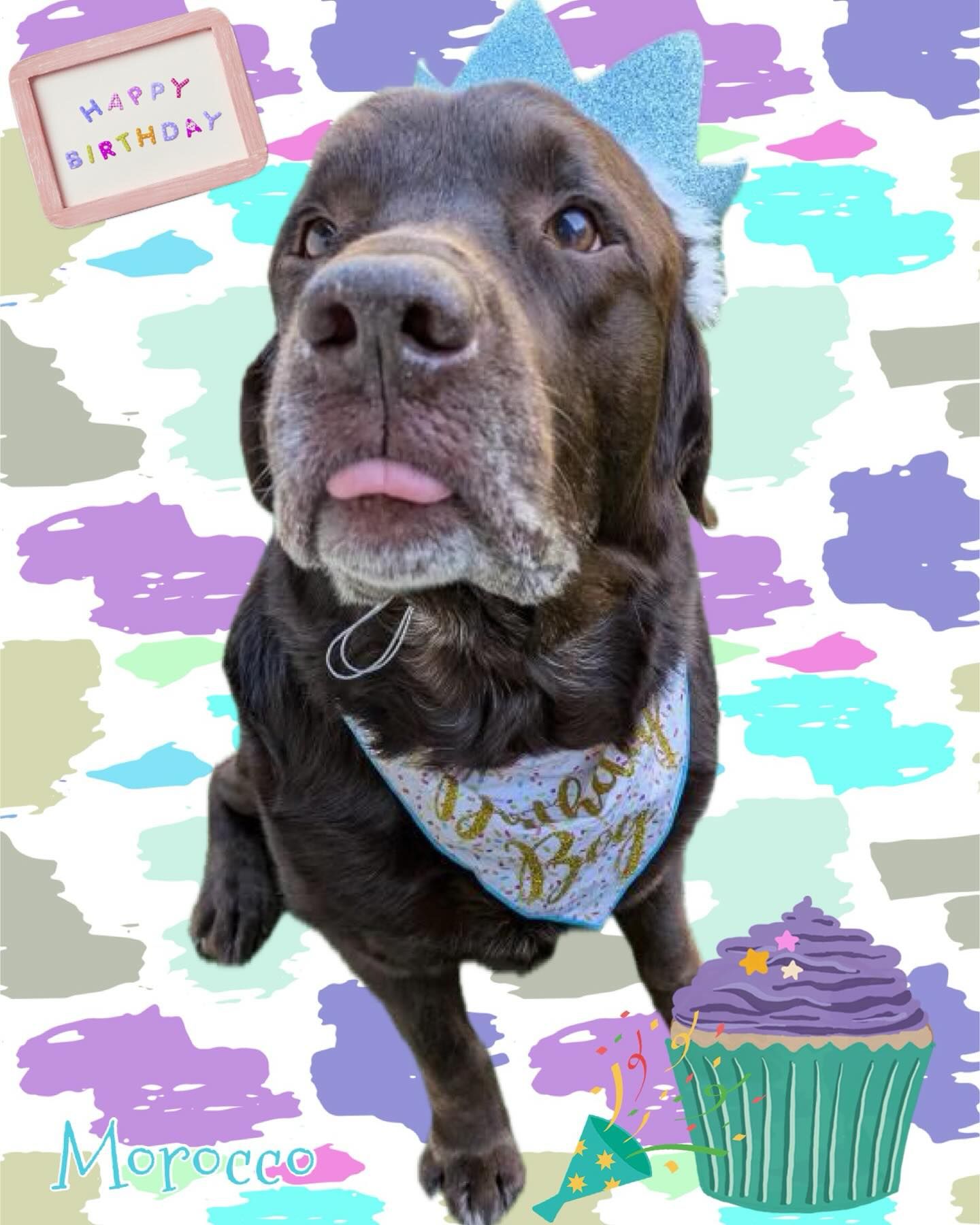 A brown dog wearing a birthday bandana and a crown