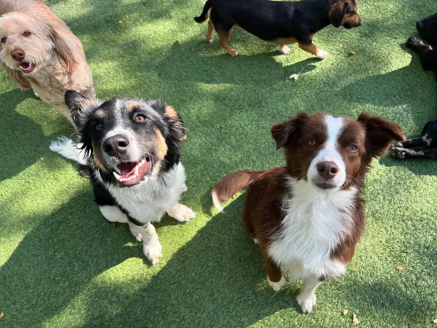A group of dogs are sitting on the grass and looking up at the camera