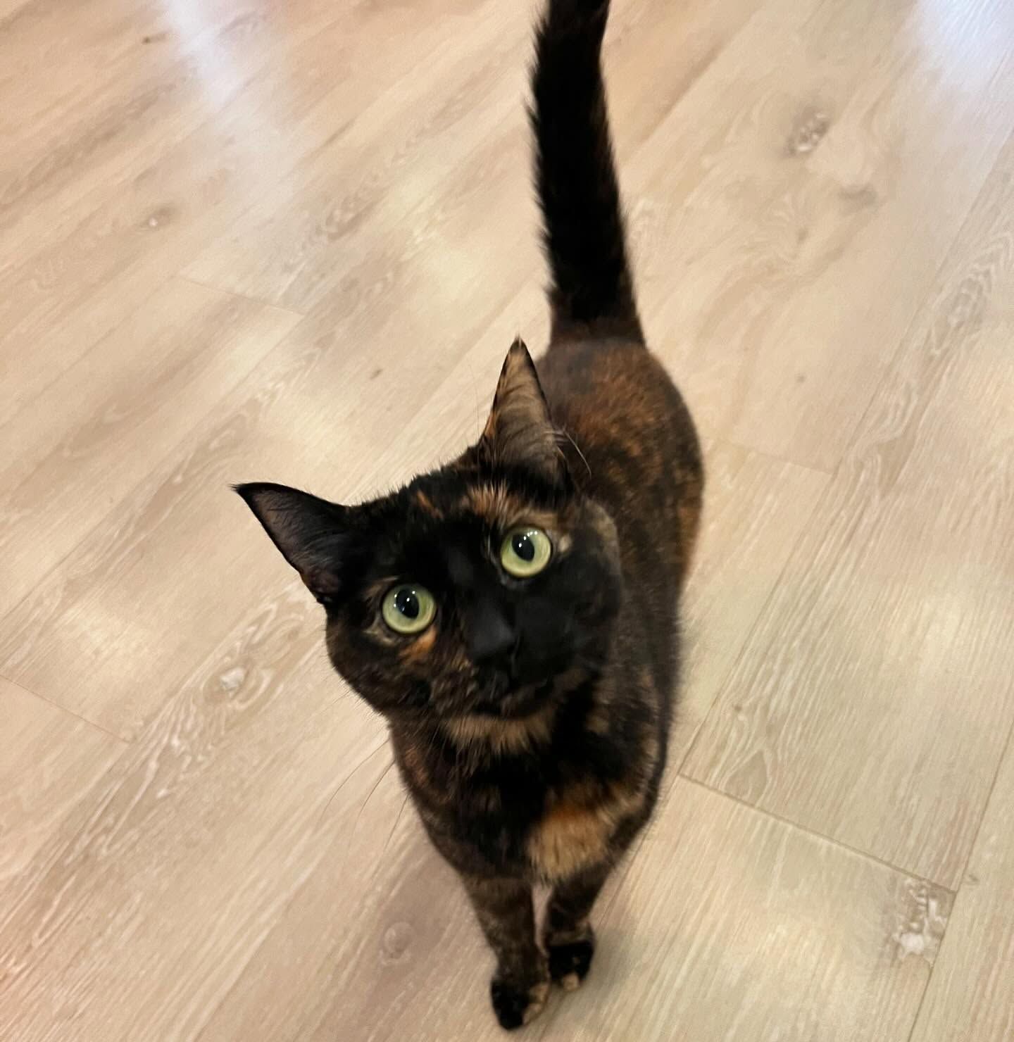A black cat with green eyes is standing on a wooden floor