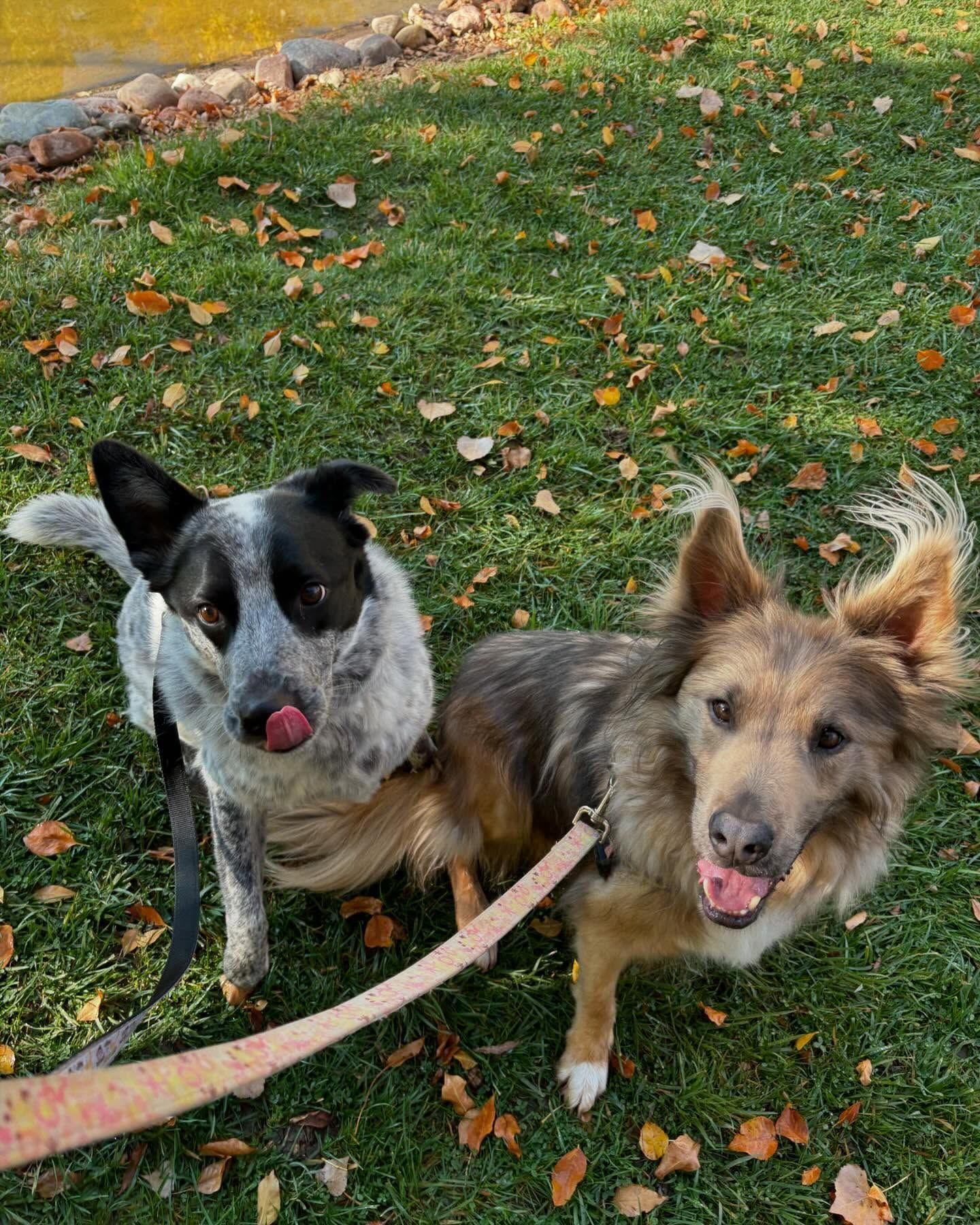 Two dogs are standing next to each other on the grass