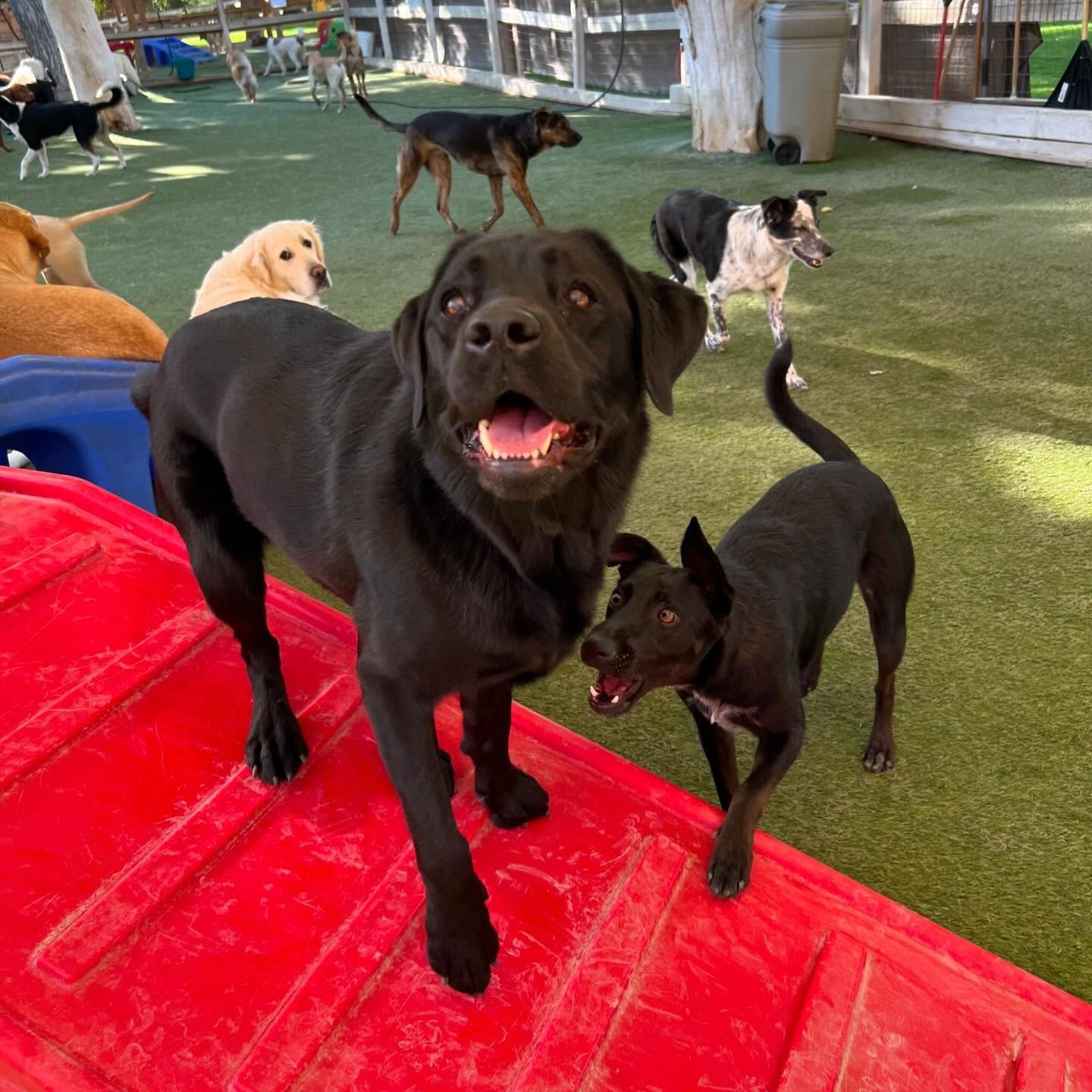 A black dog is standing next to a smaller black dog on a red ramp