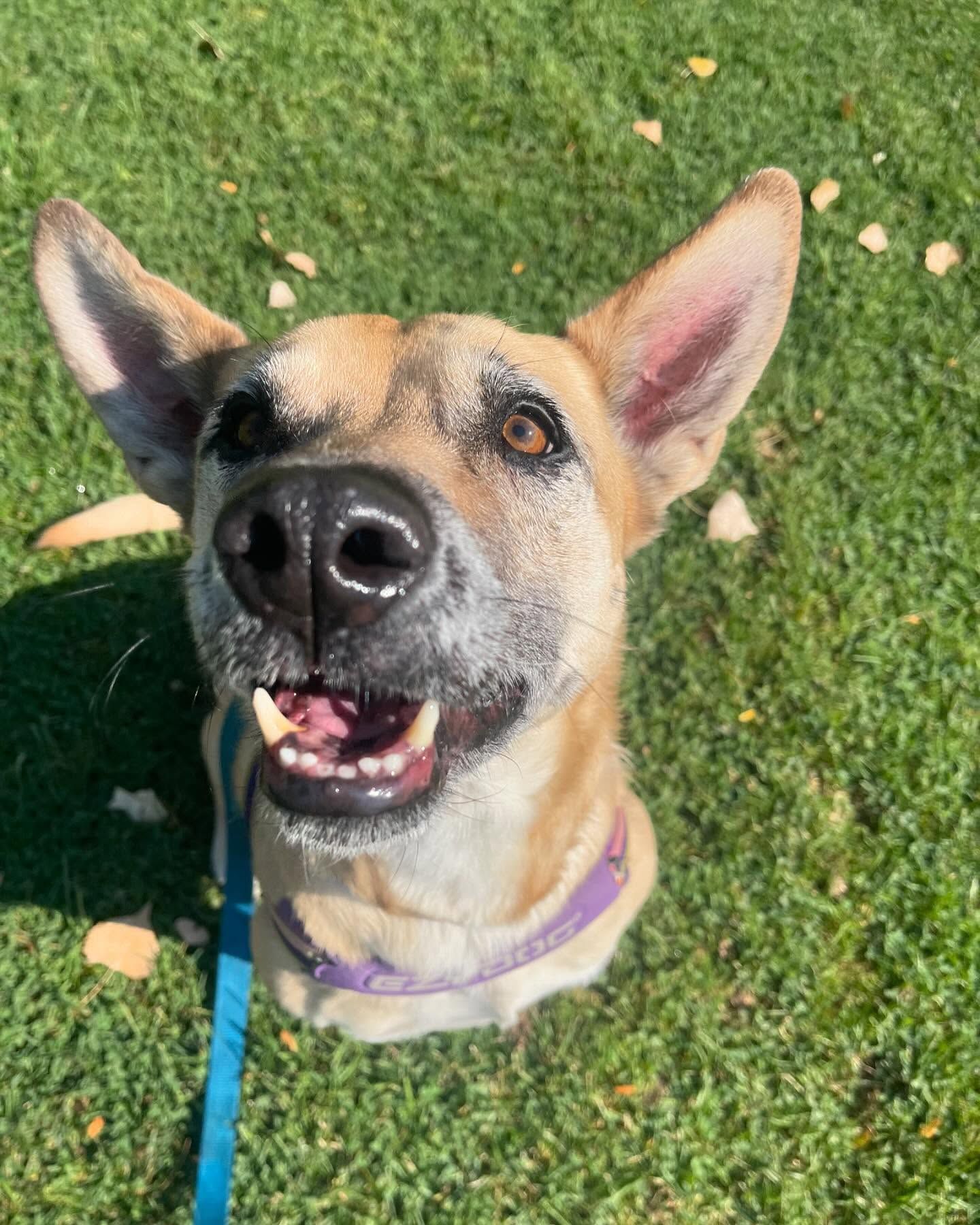 A dog wearing a purple collar is standing on the grass