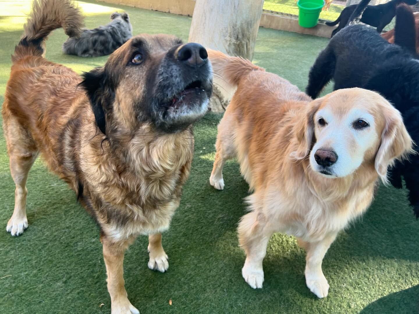 Two dogs are standing next to each other on a lush green field