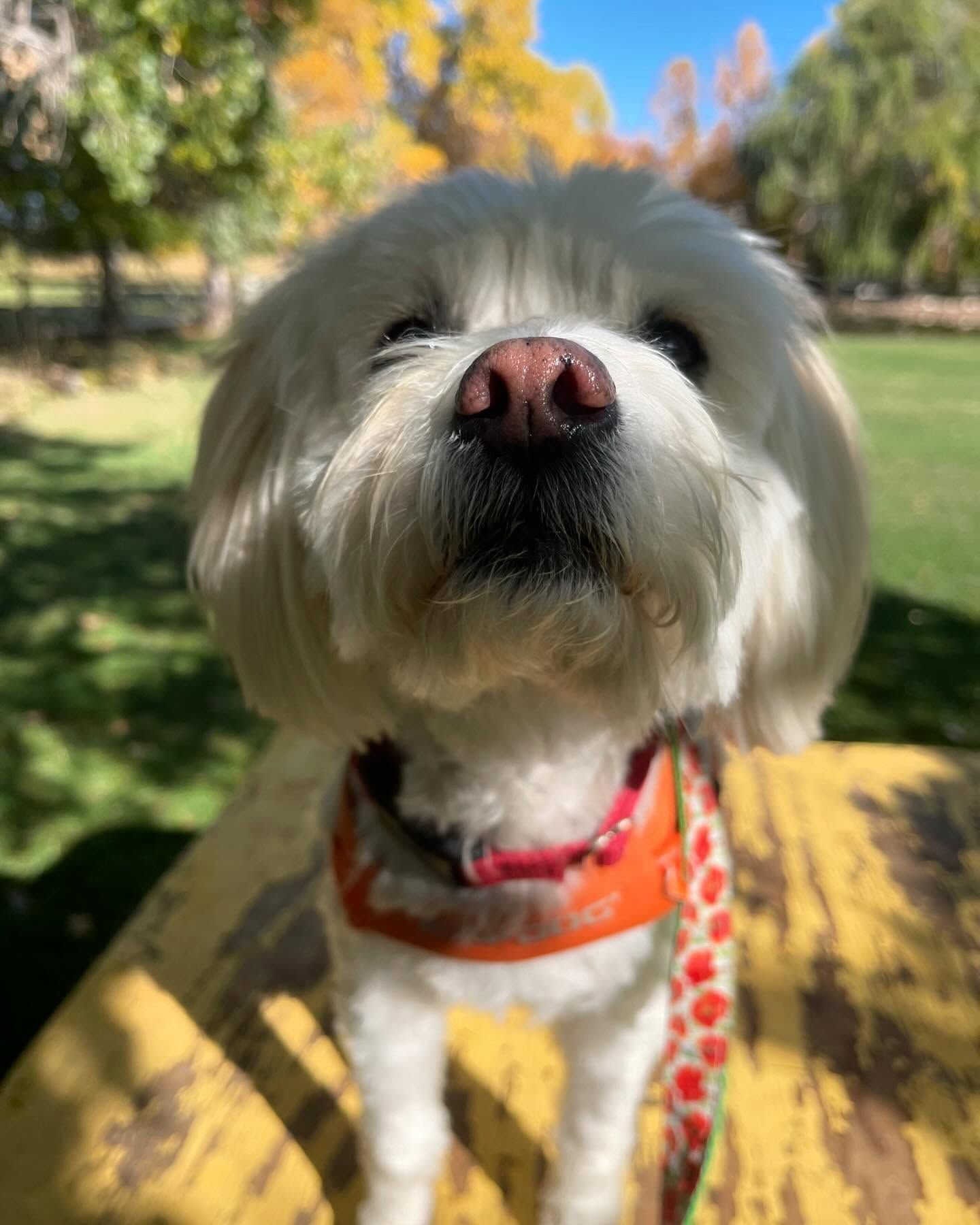 A small white dog with a red collar is sitting on a table