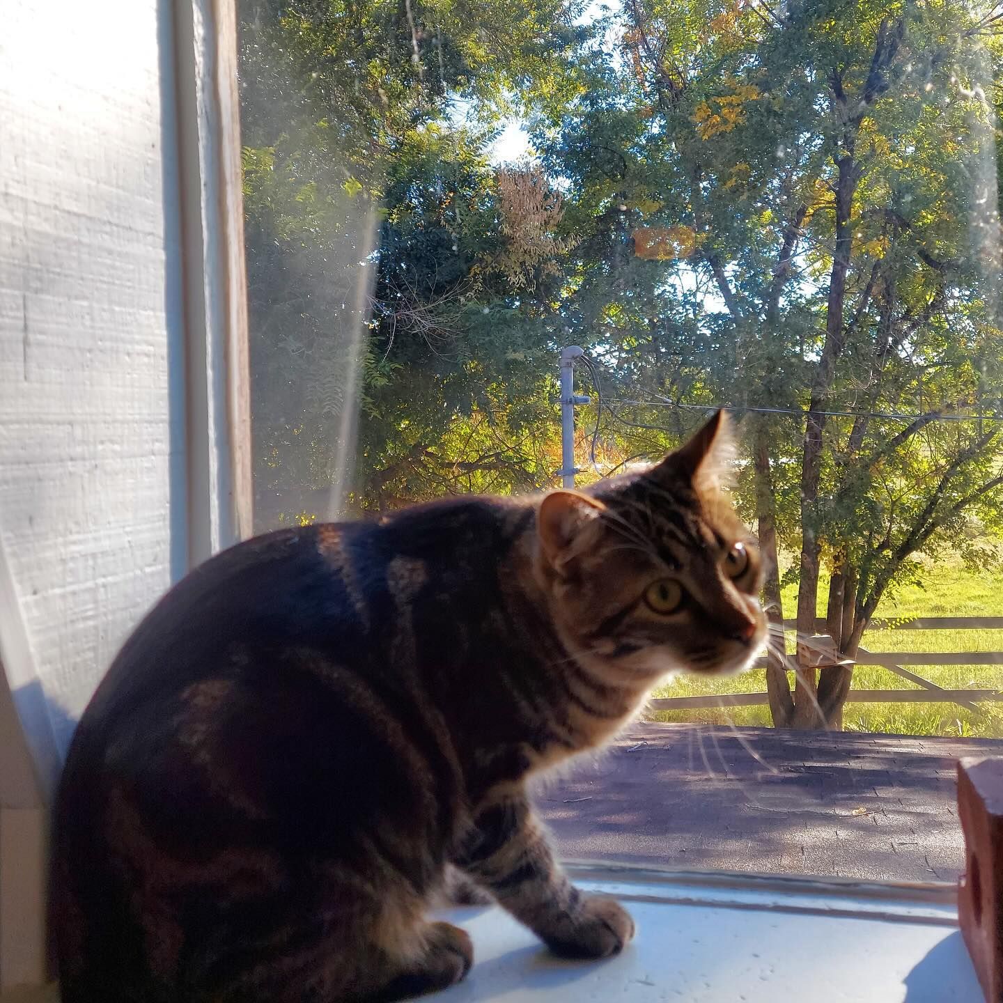 A cat sitting on a window sill looking out the window