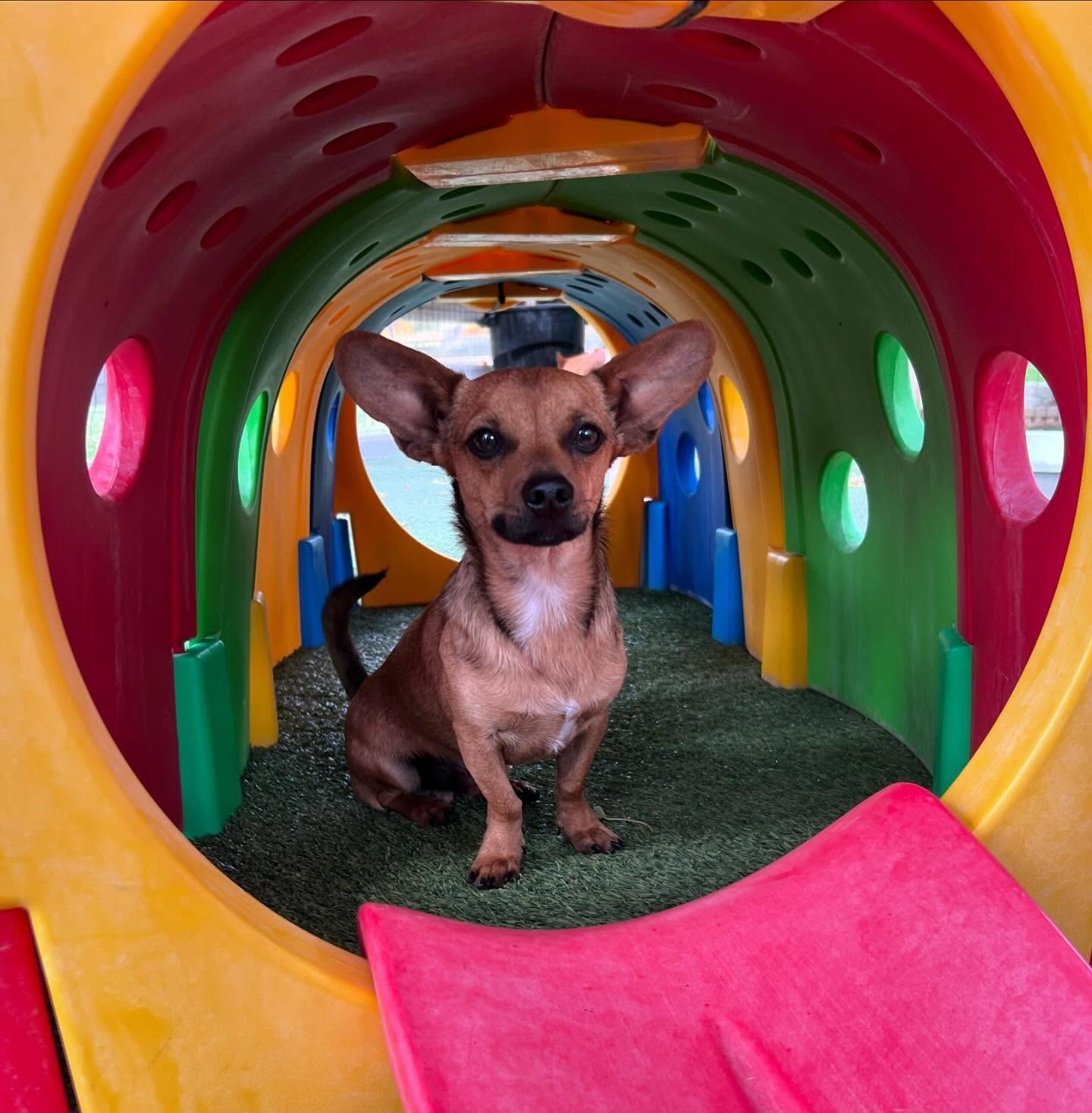 A small brown dog is sitting in a colorful tunnel