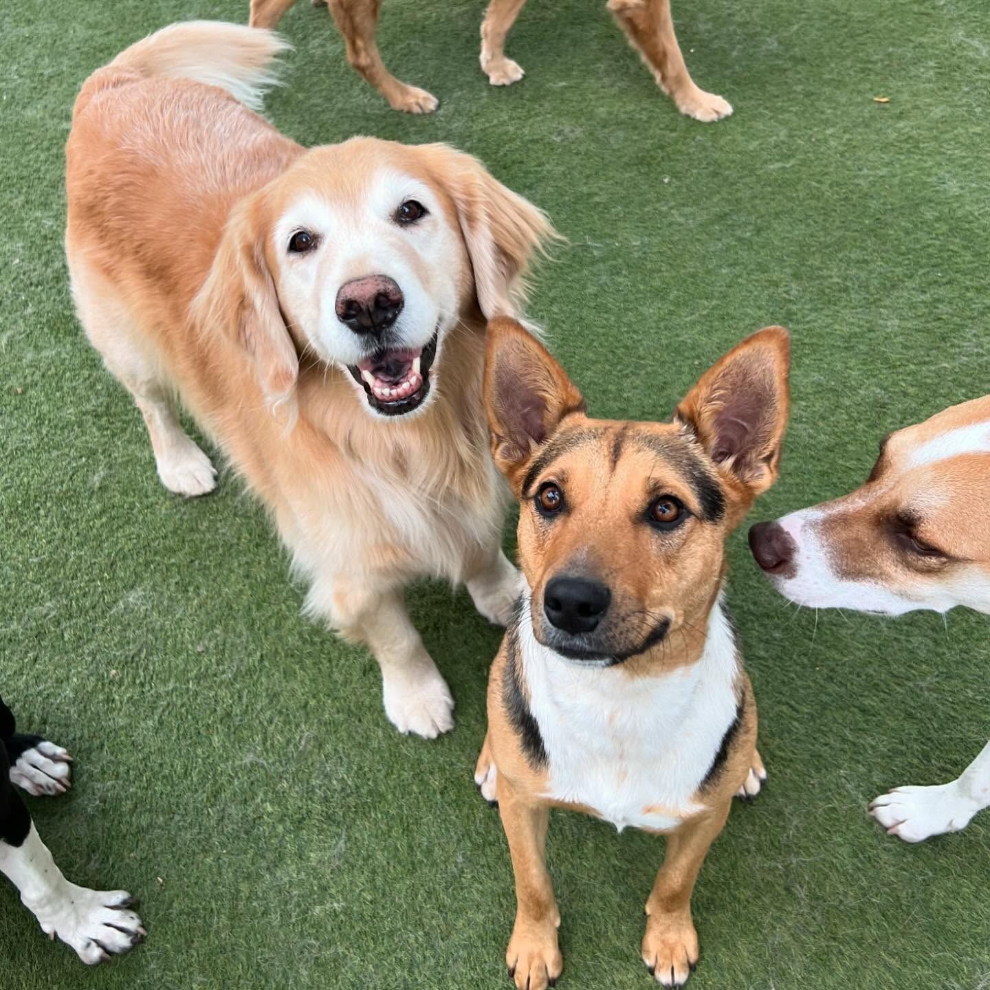 A group of dogs are standing next to each other on a lush green field