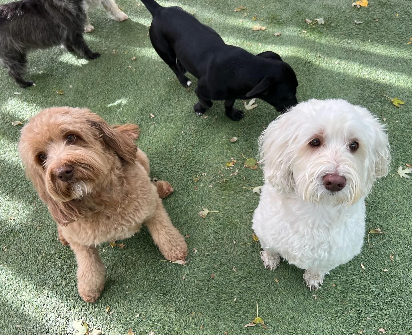 A group of dogs are standing on top of a lush green field.