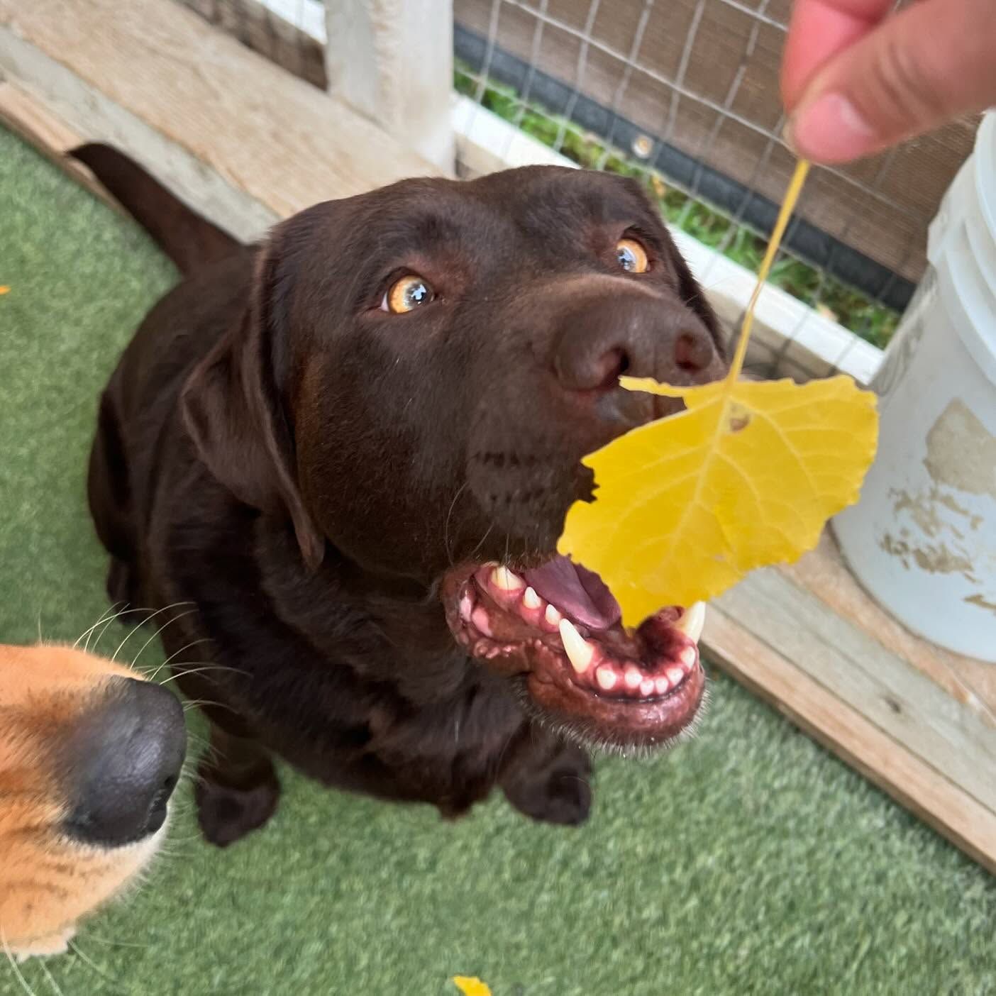 A brown dog with a yellow leaf in its mouth