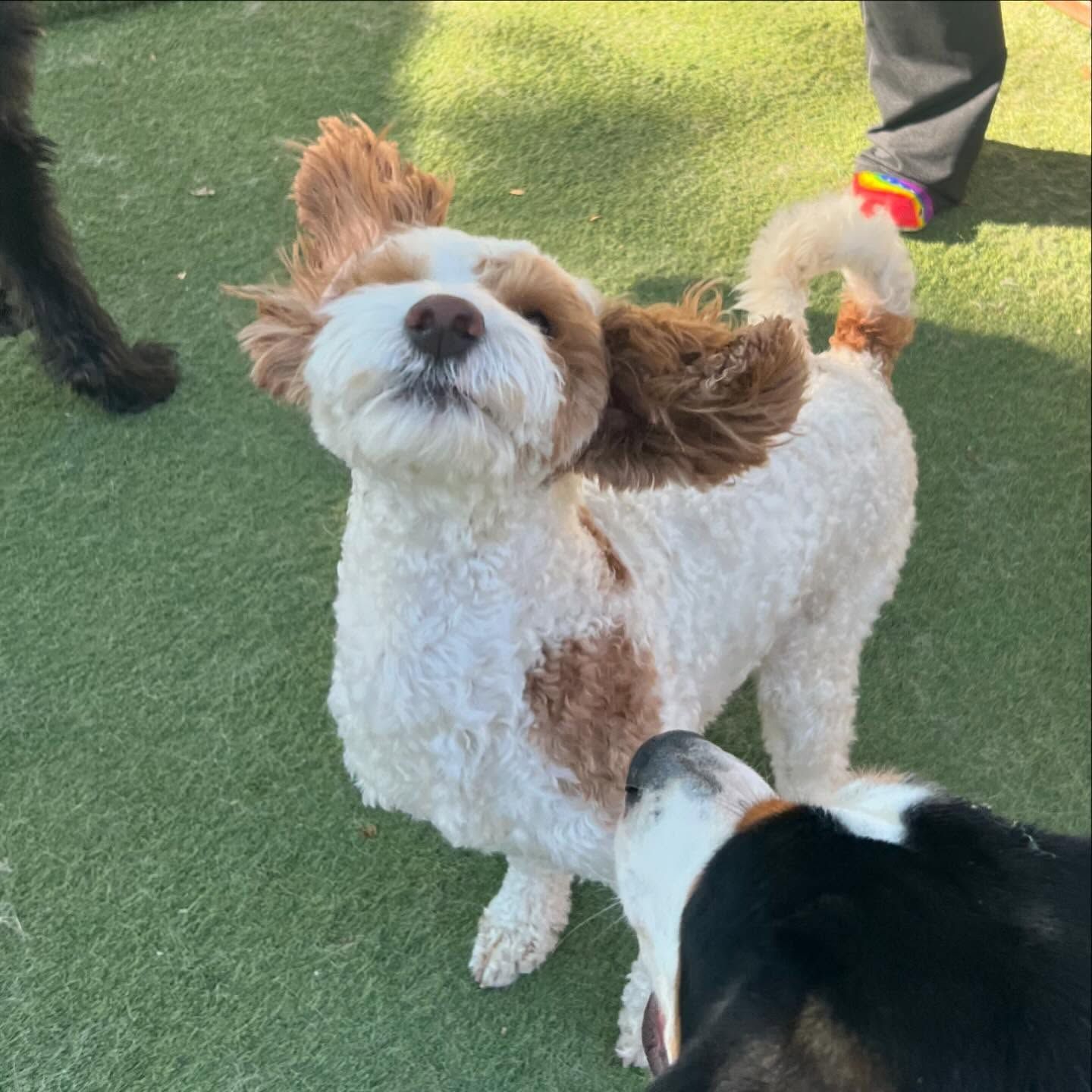 Two dogs are standing next to each other on a lush green field