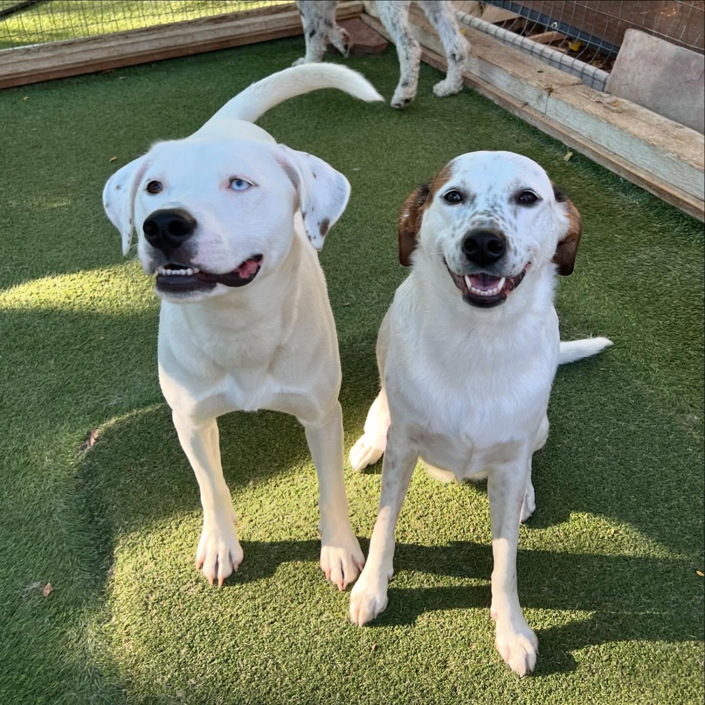 Two white dogs are standing next to each other on the grass