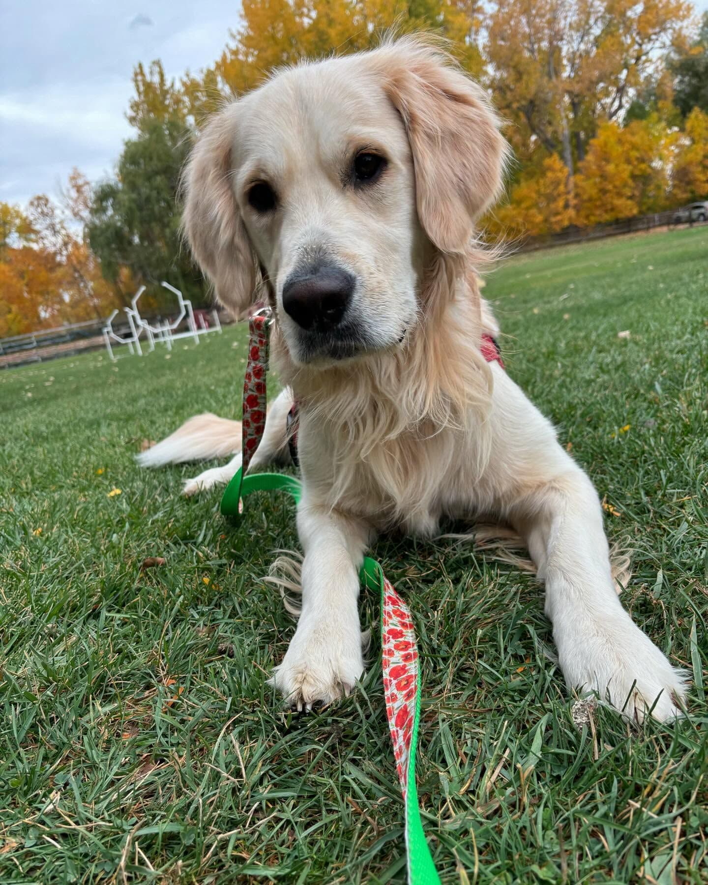 A Golden Retriever is laying on the grass