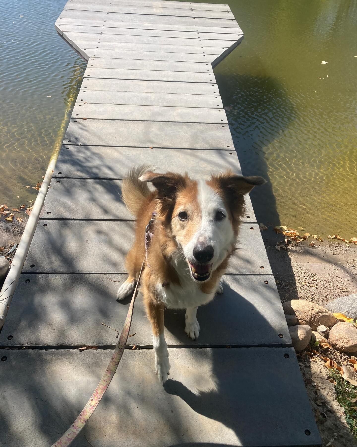 A brown and white dog is standing on a dock next to a body of water