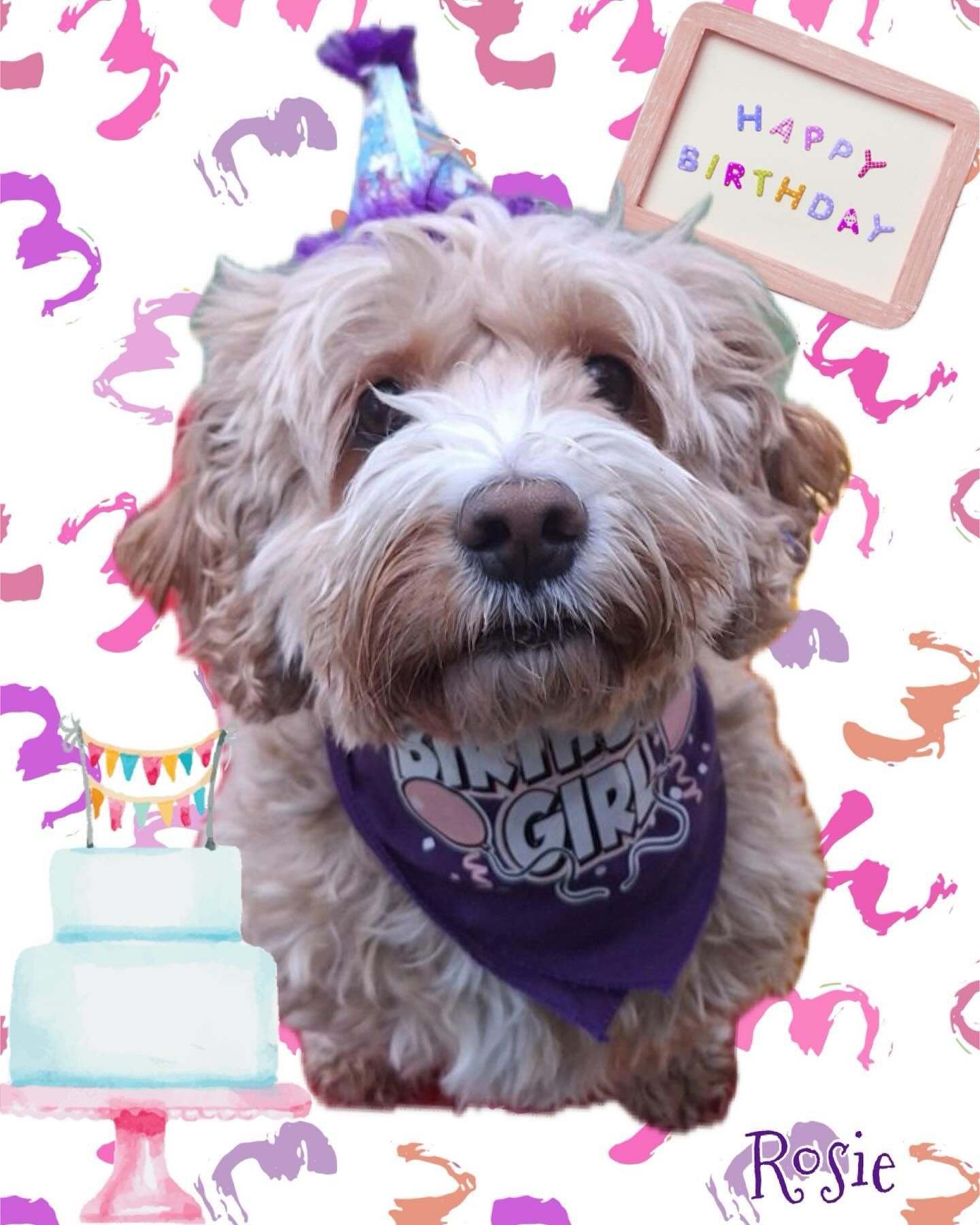 A small brown and white dog wearing a birthday girl bandana