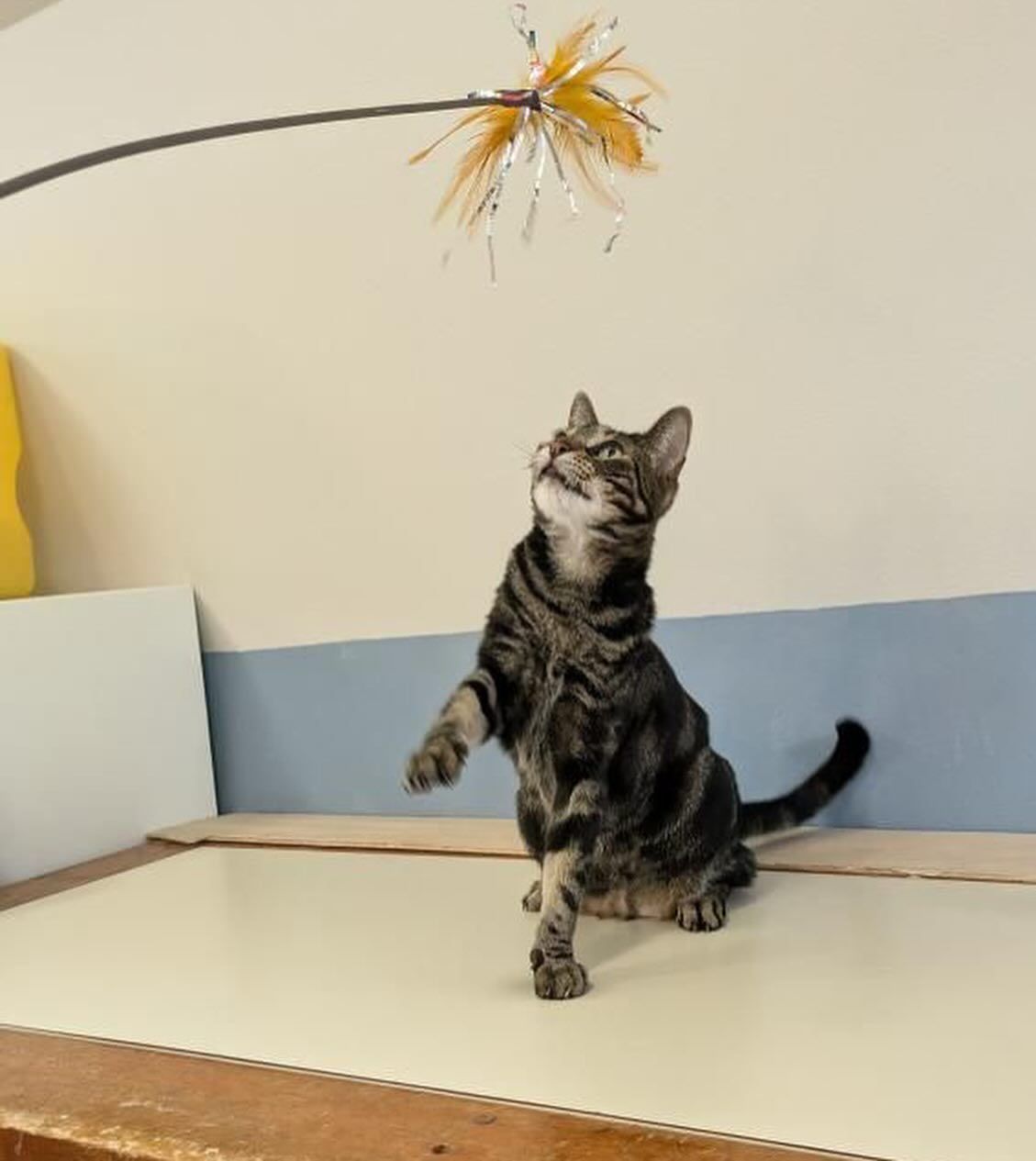 A cat standing on its hind legs looking up at a flower