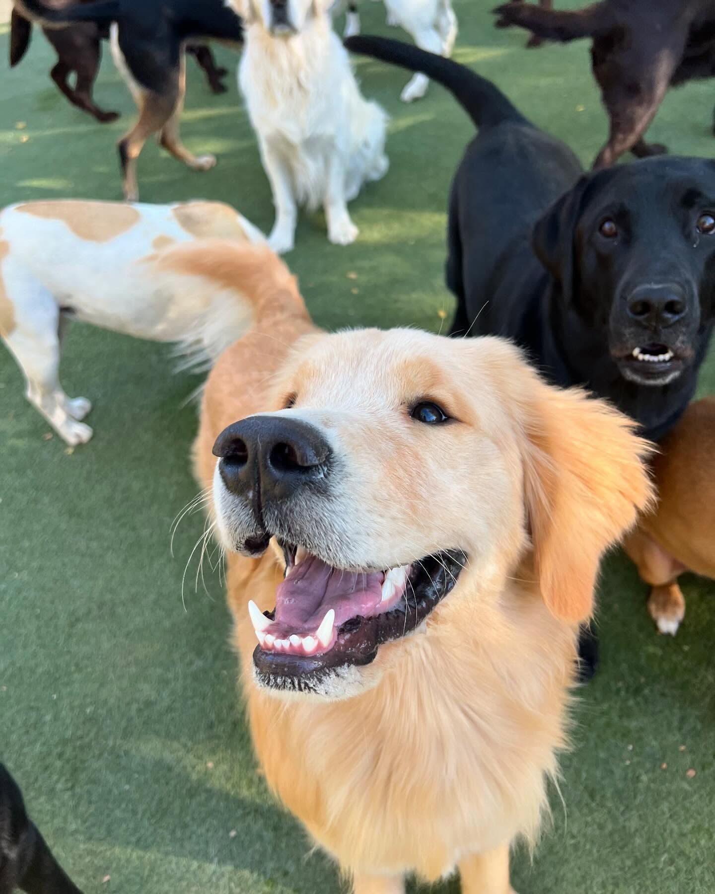 A group of dogs are standing on a grassy field and one of them is smiling