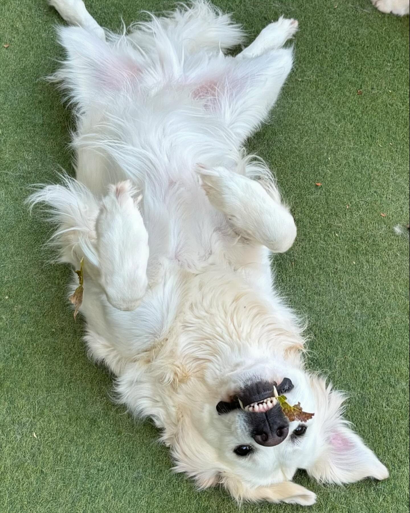 A white dog is laying on its back on the grass