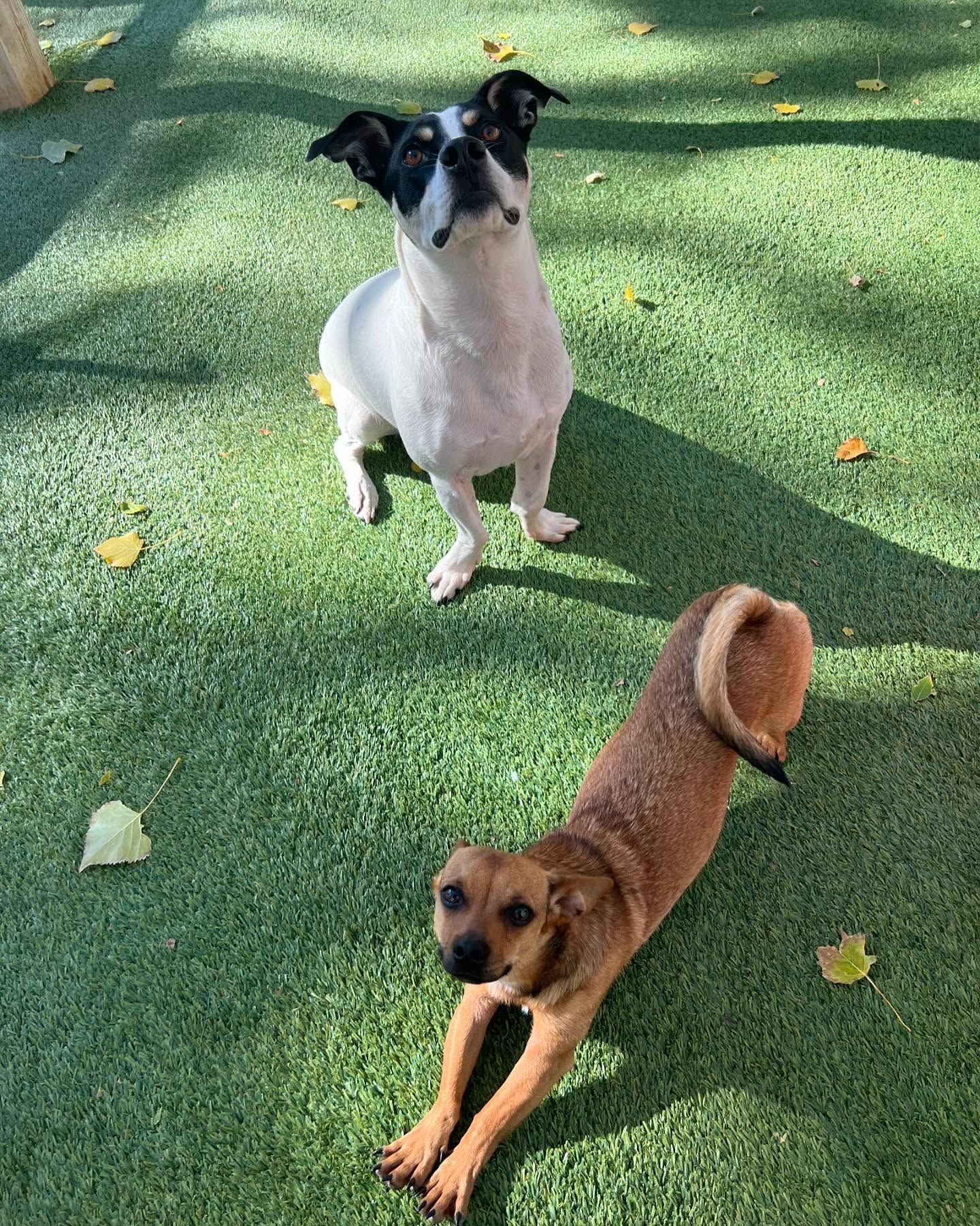 Two dogs are standing next to each other on a lush green field