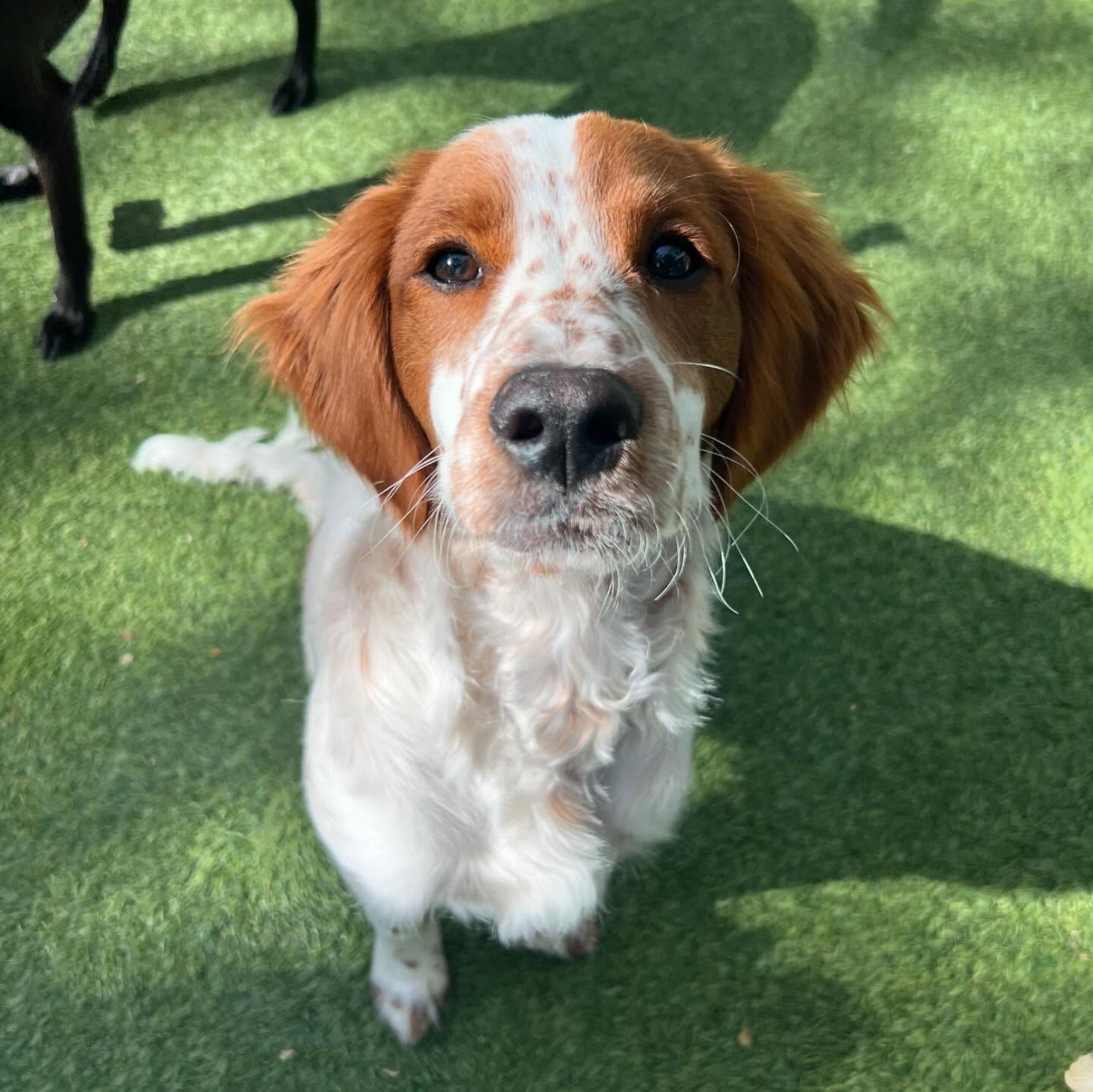 A brown and white dog is looking up at the camera