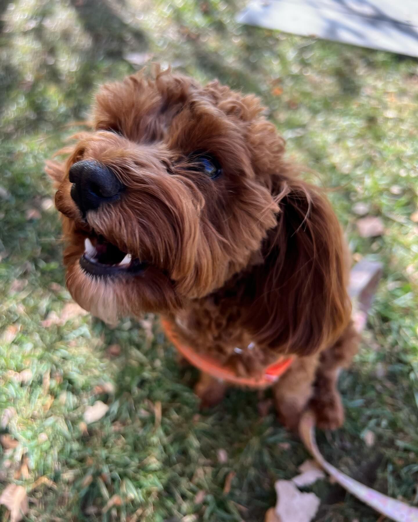 A small brown dog is sitting on the grass looking up at the camera
