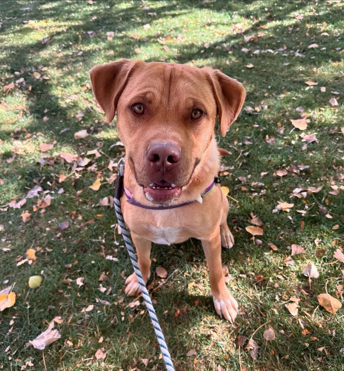 A brown dog is standing on the grass