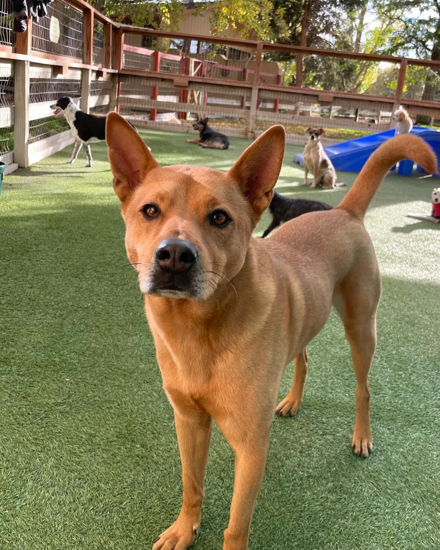 A brown dog is standing on a lush green field looking at the camera