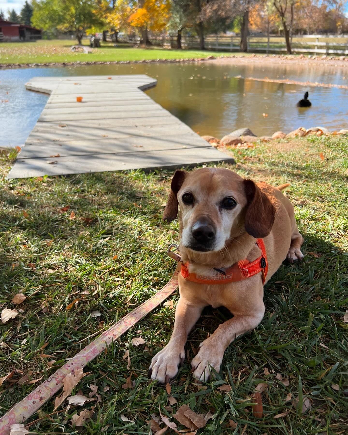 A dog is laying on the grass next to a pond