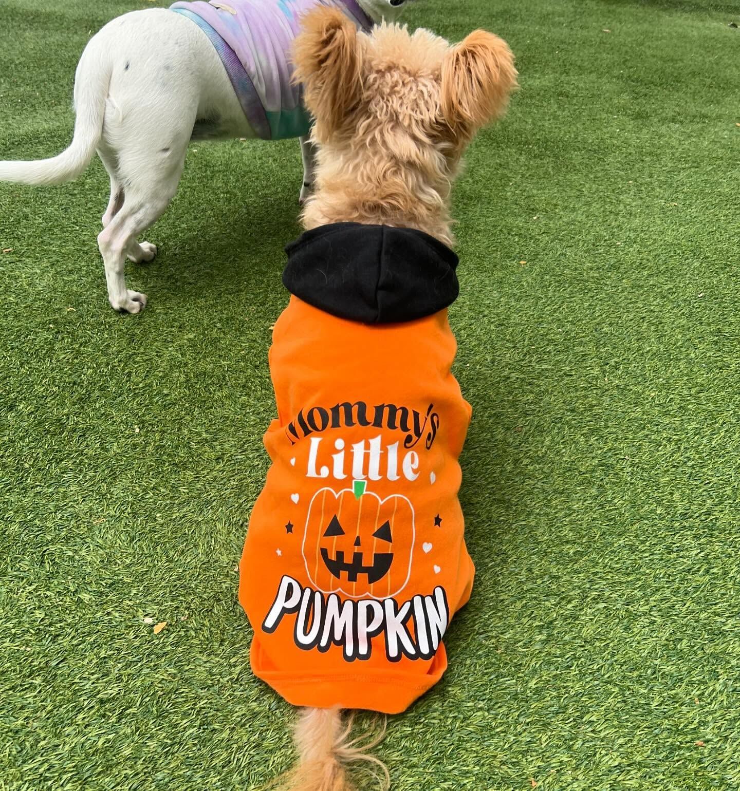 A dog wearing an orange shirt that says mommy's little pumpkin