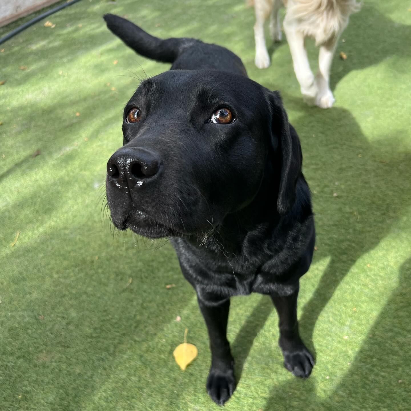 A black dog is standing on a lush green field looking up at the camera