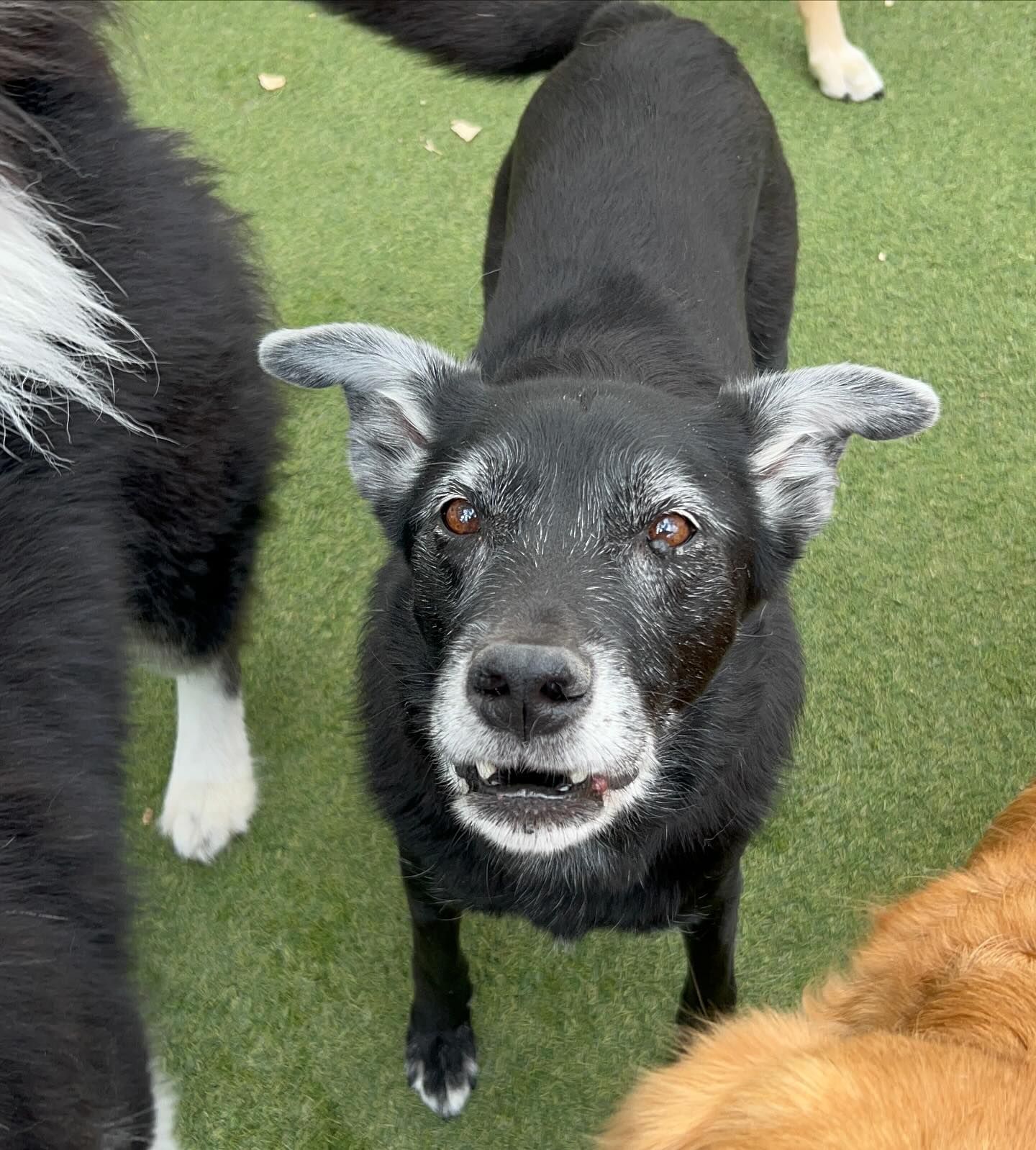 A black dog with white ears is standing on the grass with other dogs