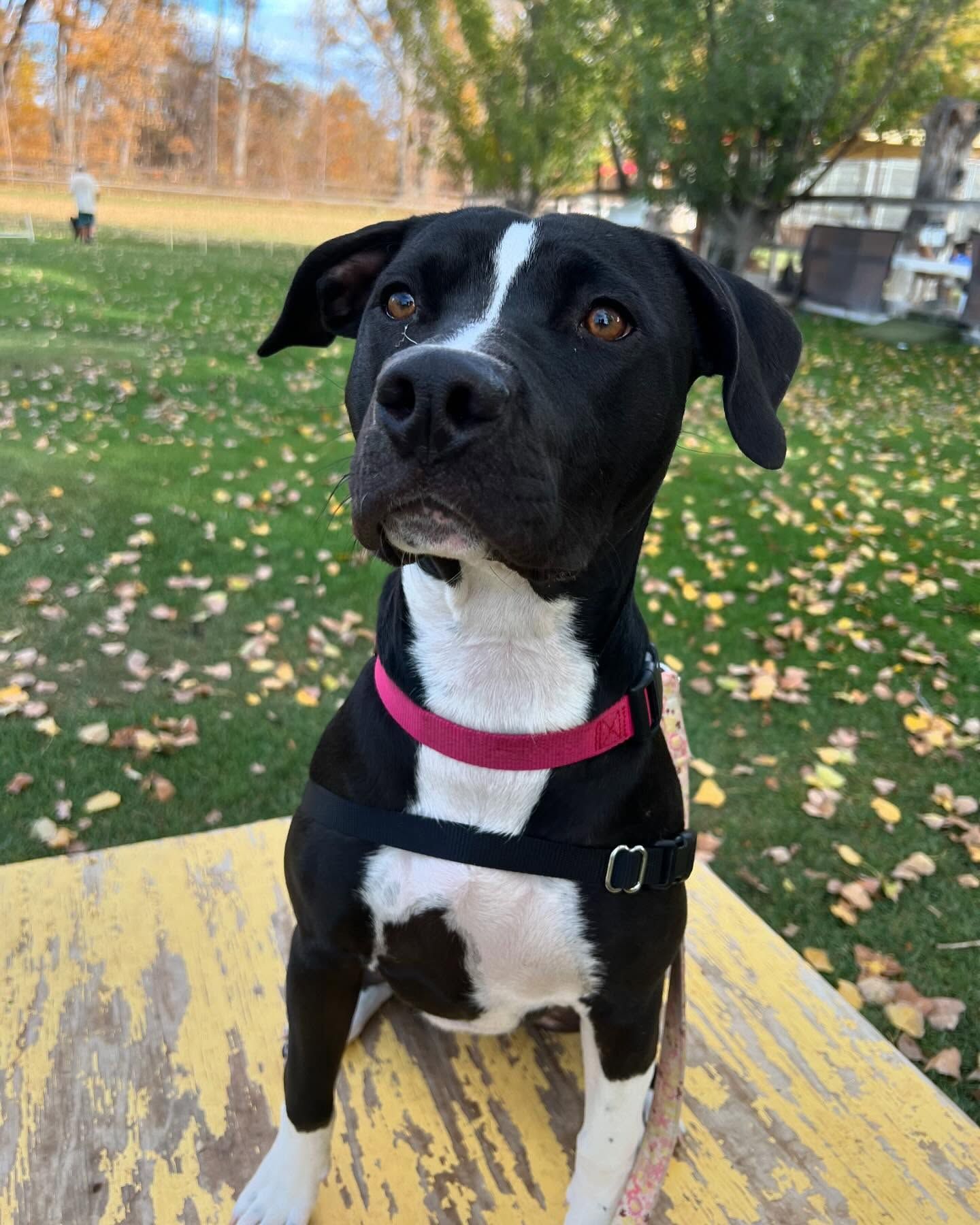 A black and white dog is sitting on a yellow table