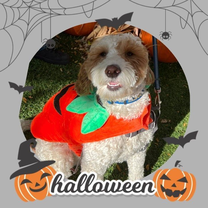 A dog wearing a pumpkin costume with Halloween written on the bottom