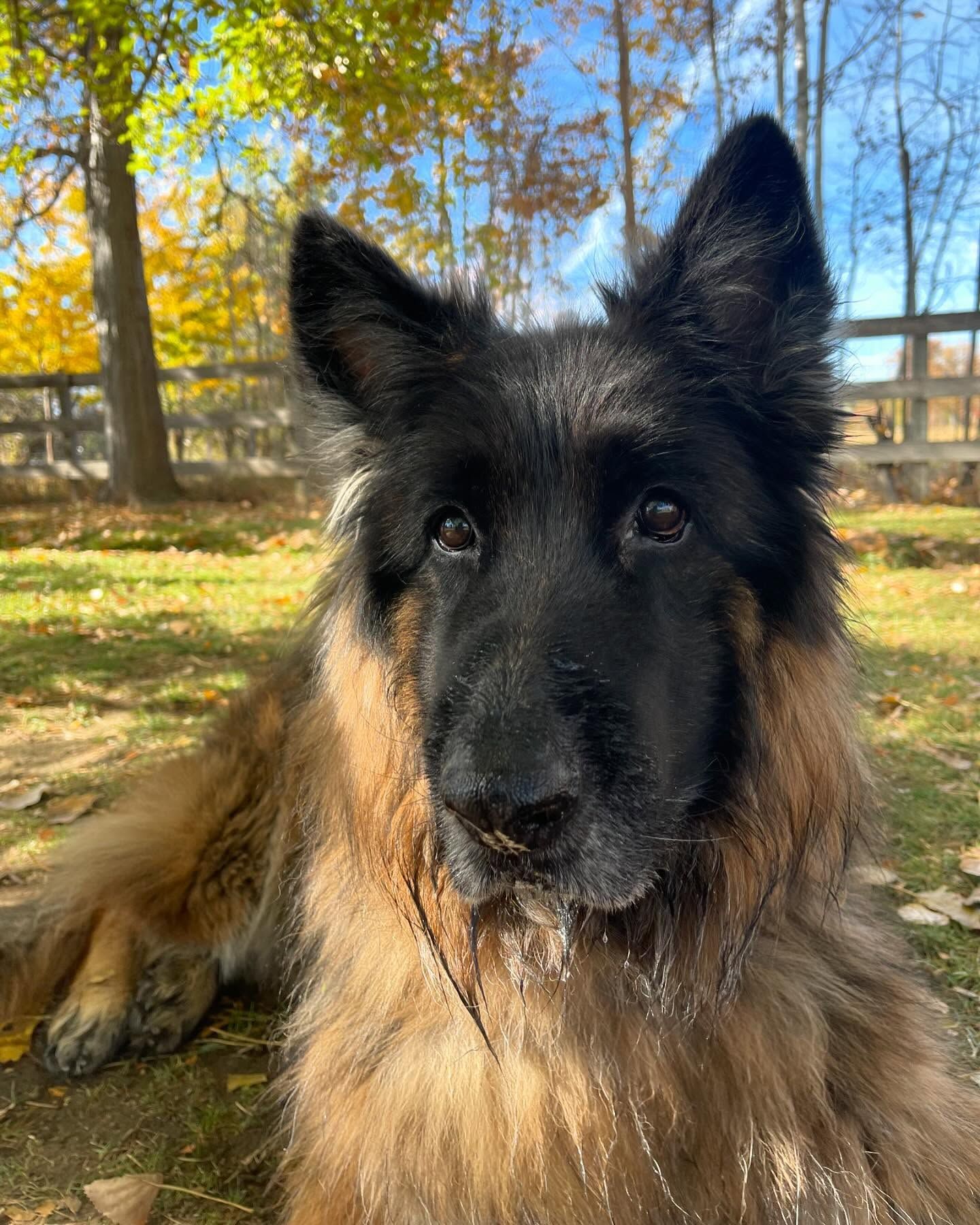A German Shepherd dog is laying on the grass and looking at the camera