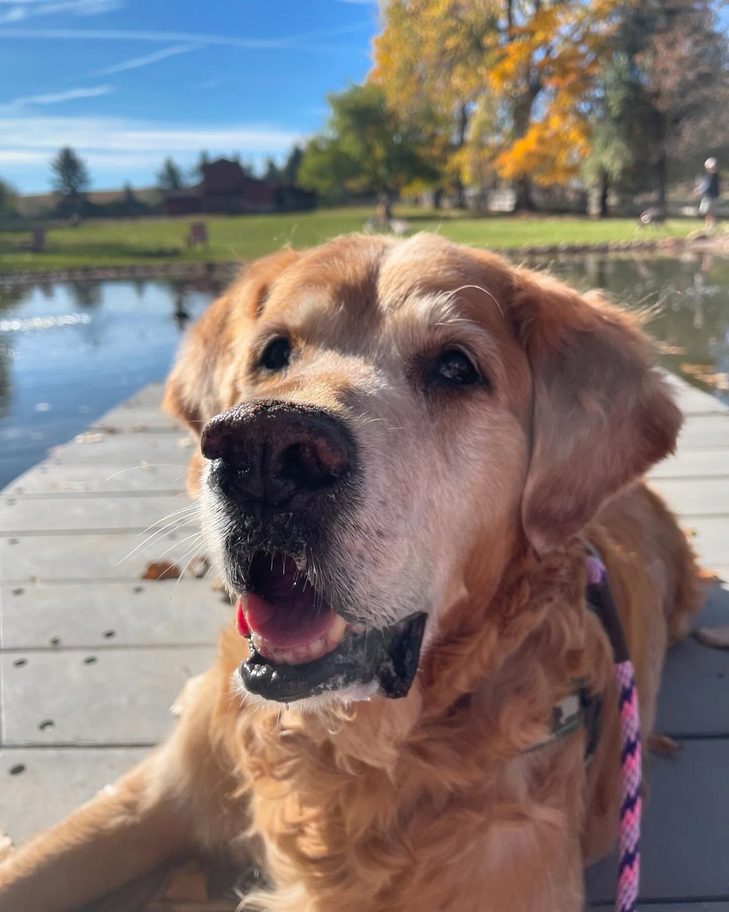 A dog is laying on a dock next to a body of water