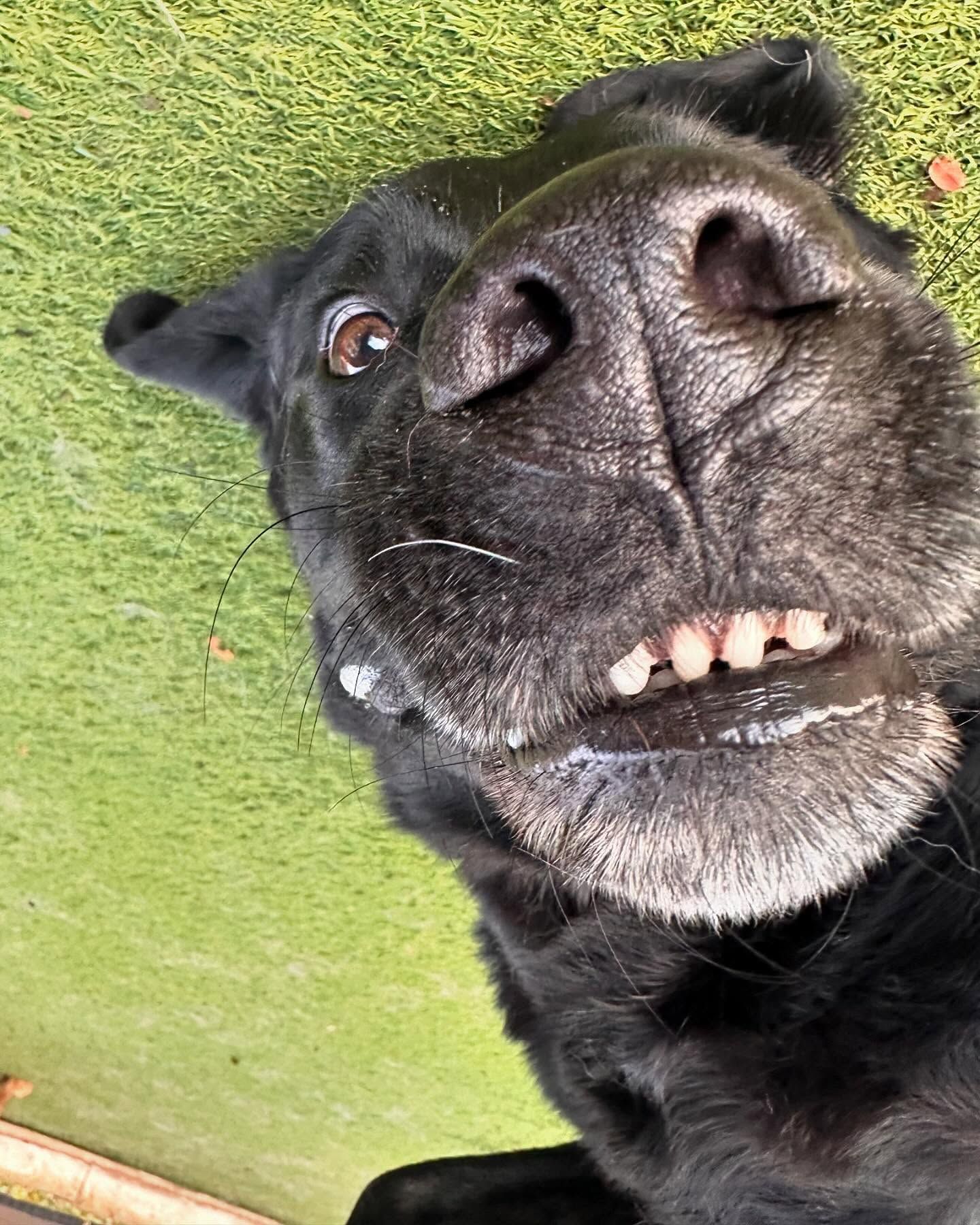 A black dog is lying flat on its back and looking up at the camera