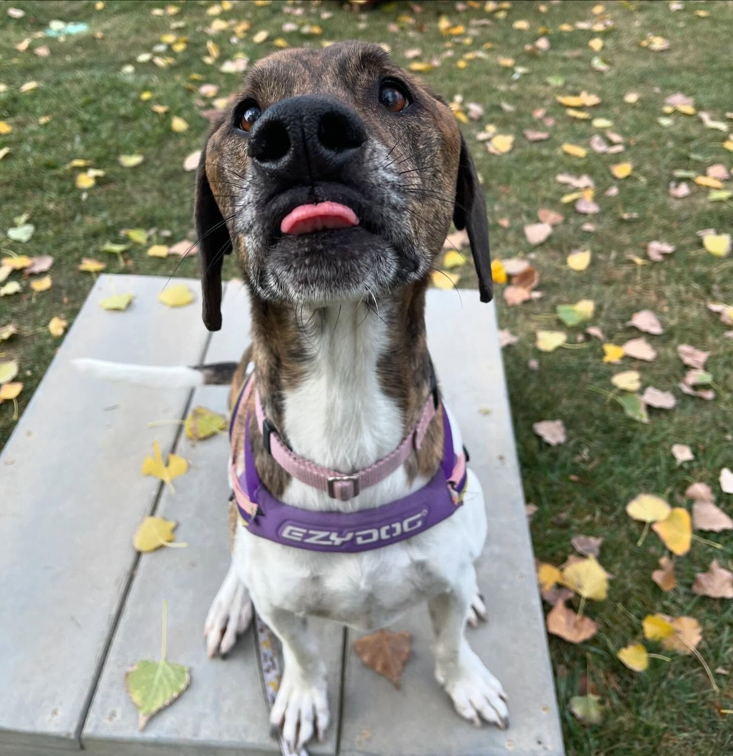 A brown and white dog wearing a purple collar