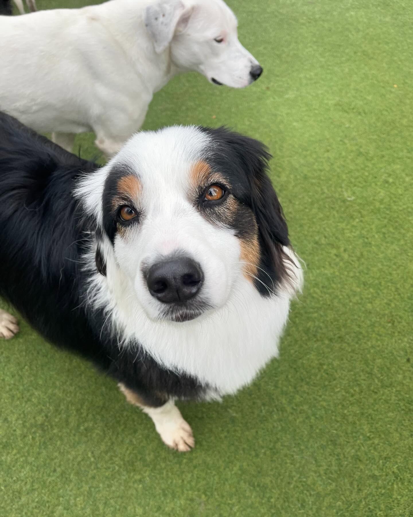 A black and white dog is standing next to a white dog on a lush green field