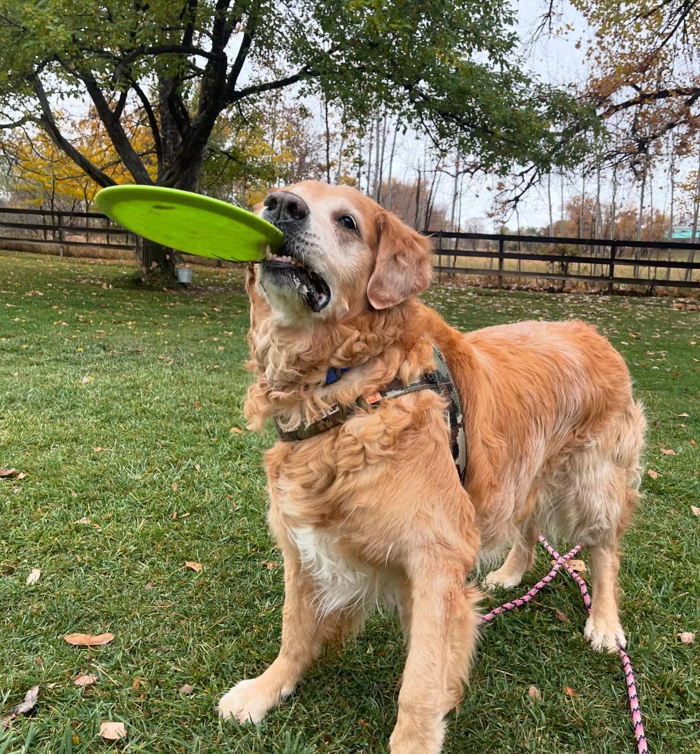 A dog is holding a frisbee in its mouth