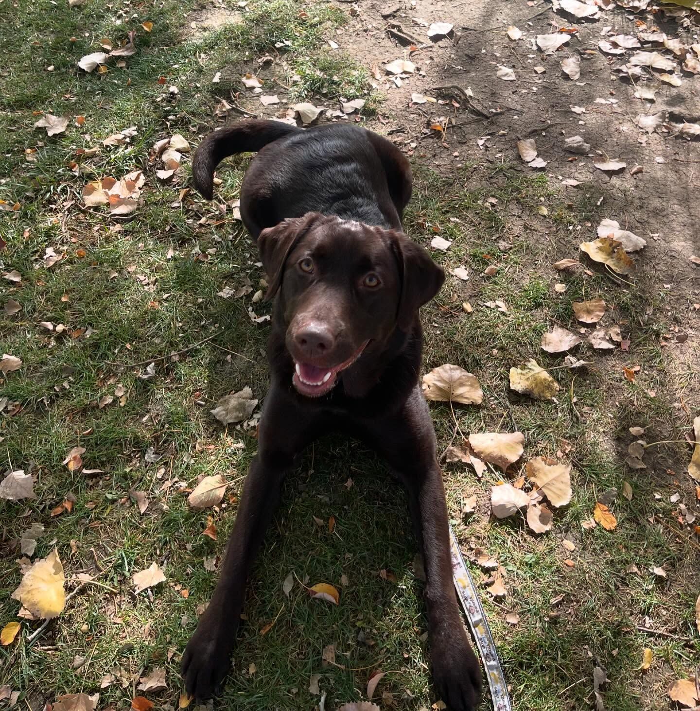 A brown dog is laying on the grass