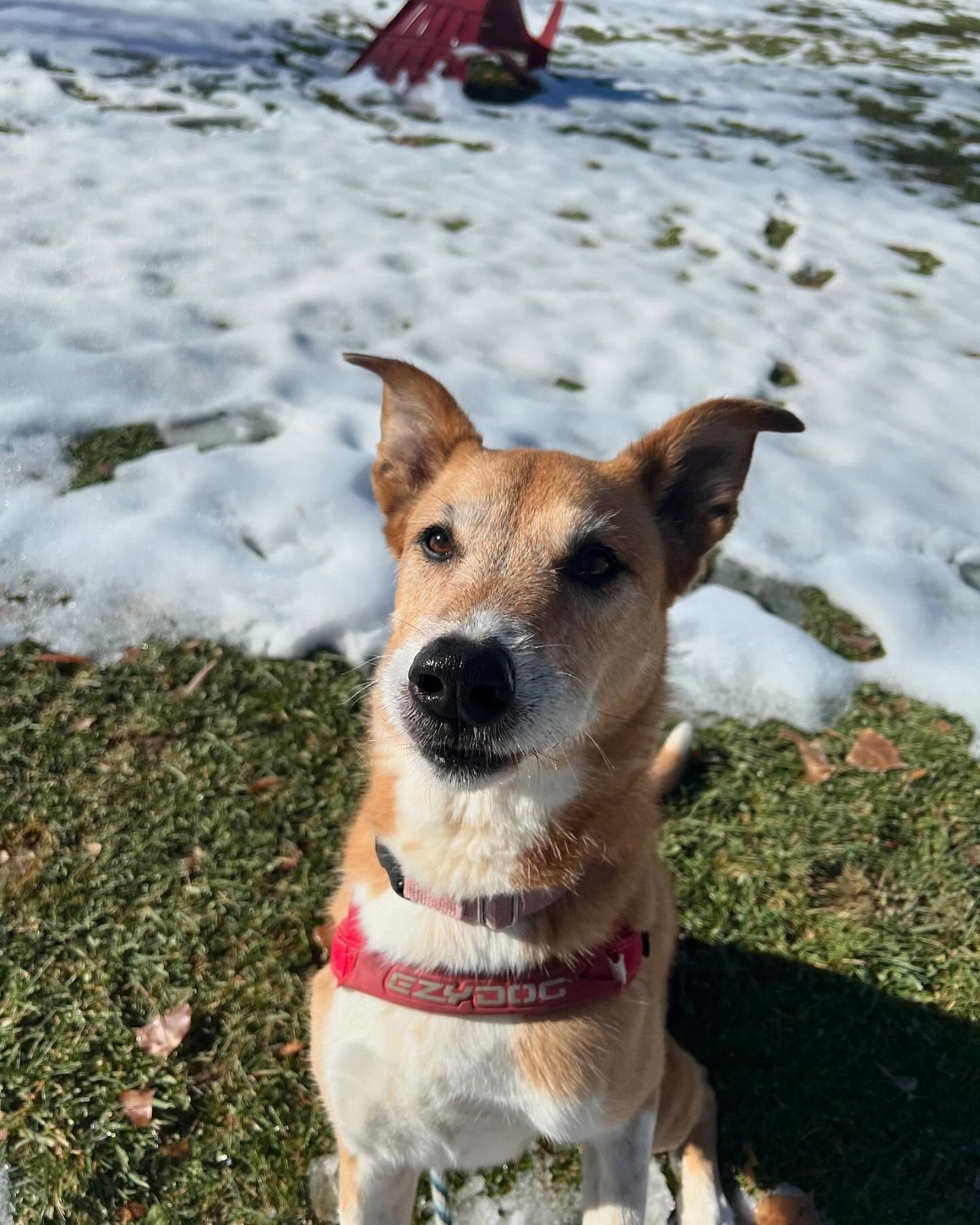 A brown and white dog wearing a red collar