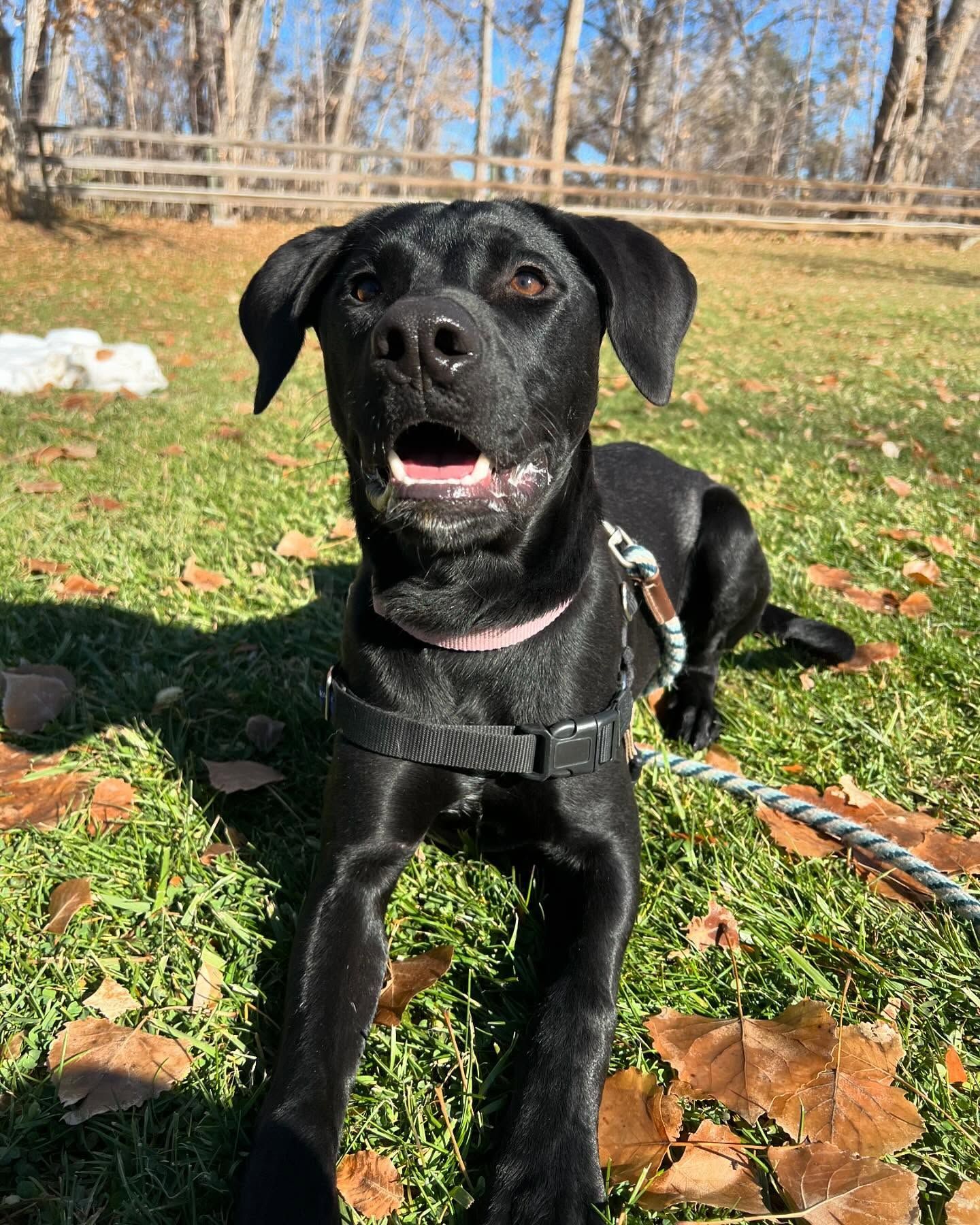 A black dog is laying on the grass