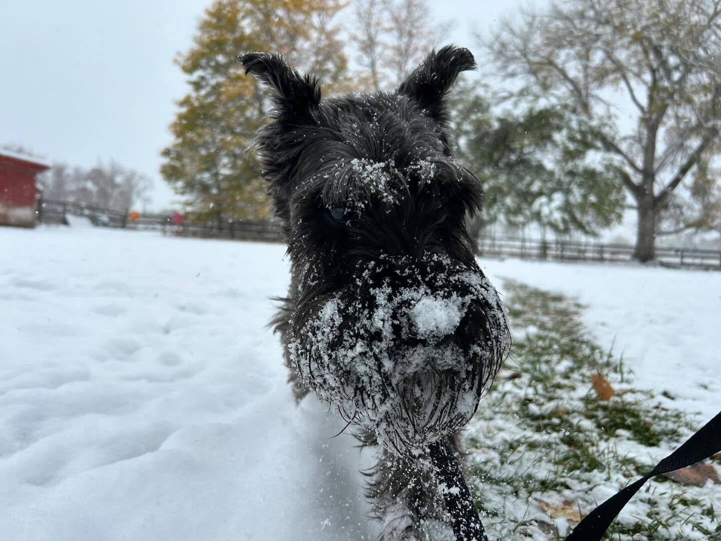 A black dog is covered in snow