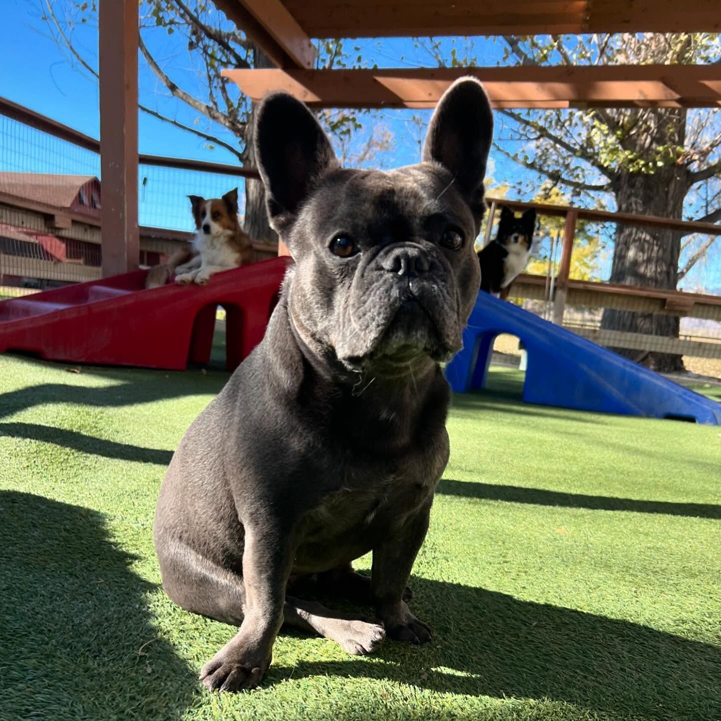 A French Bulldog is sitting on the grass and looking at the camera