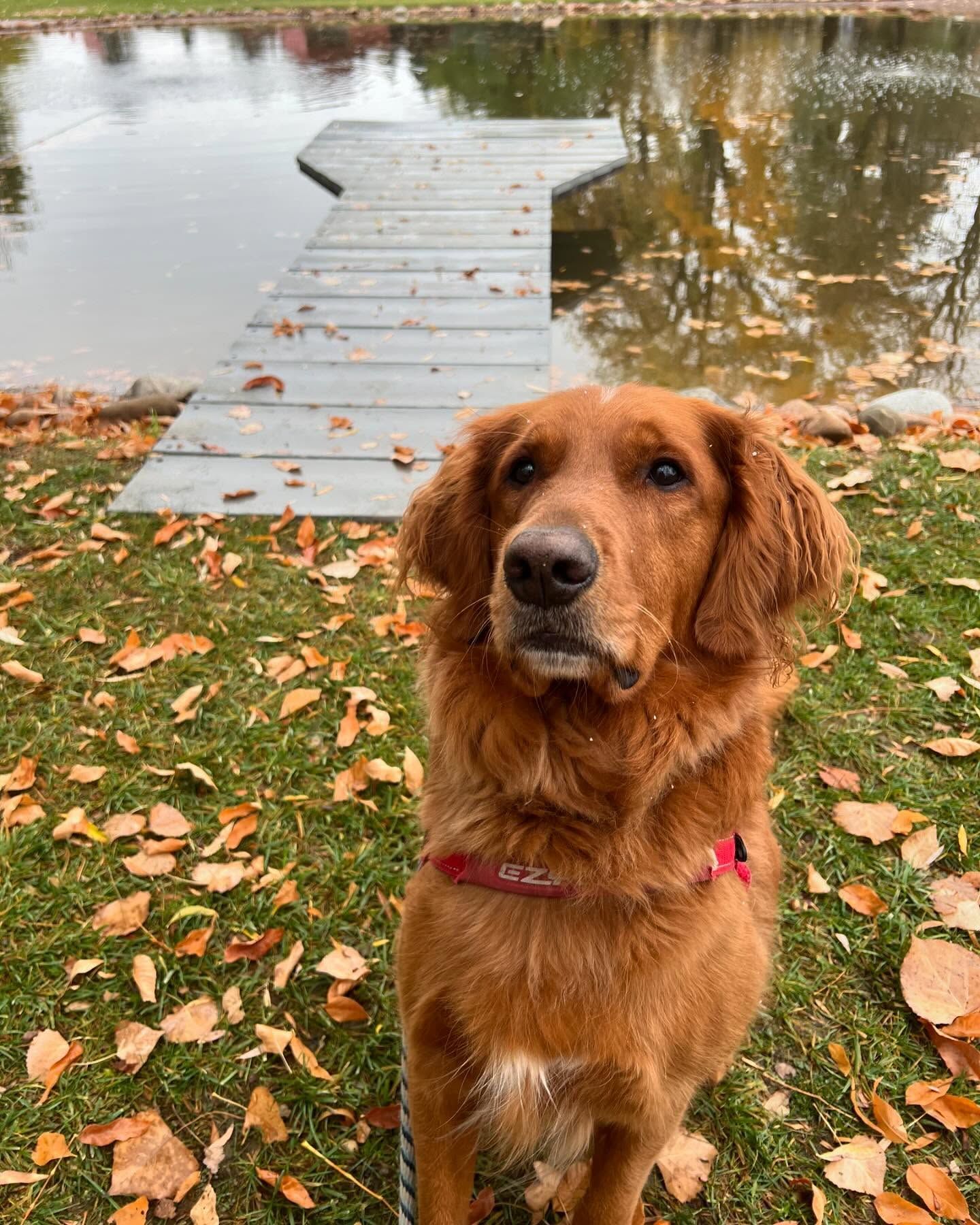 A brown dog is sitting on the grass next to a dock