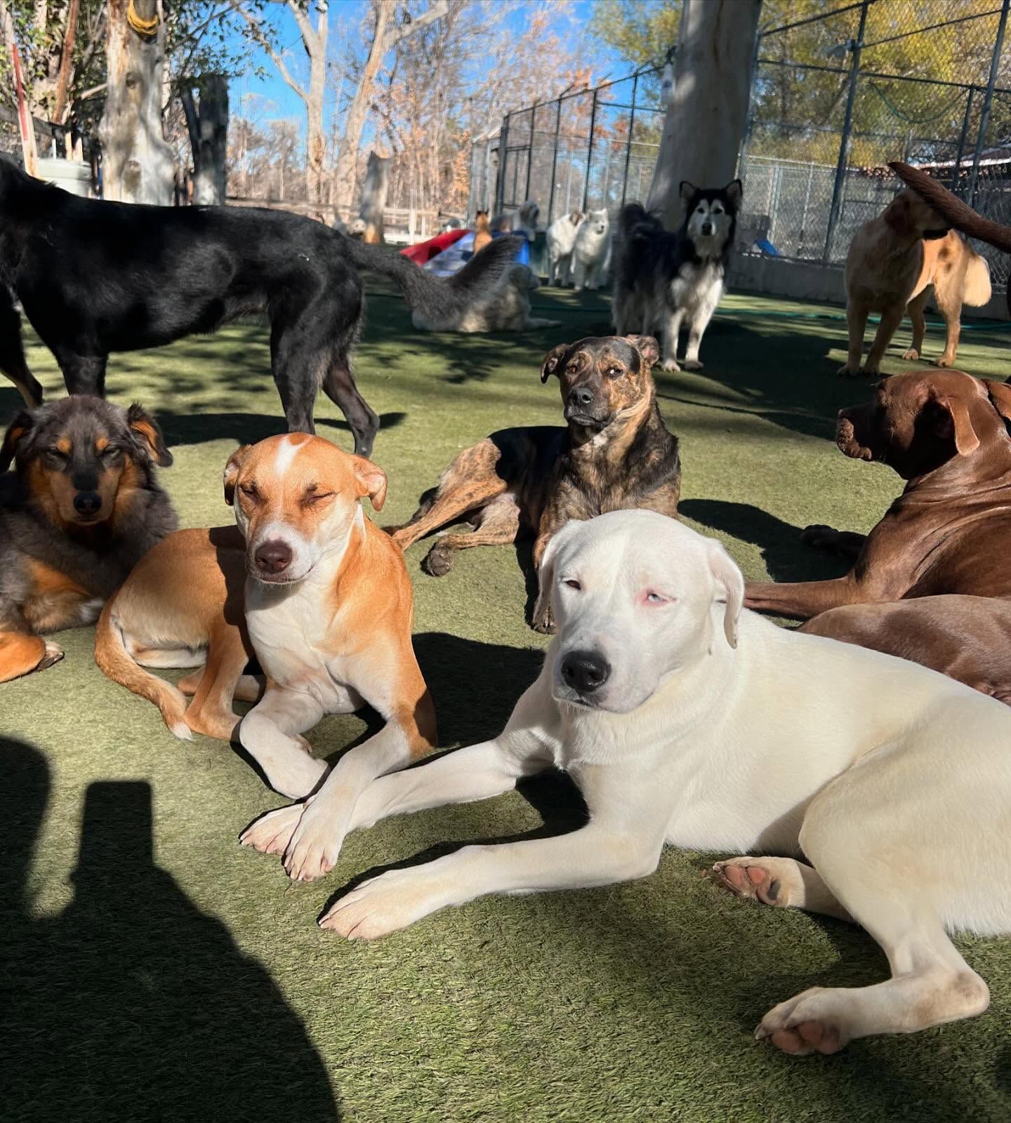 A group of brown and white dogs are laying on the grass