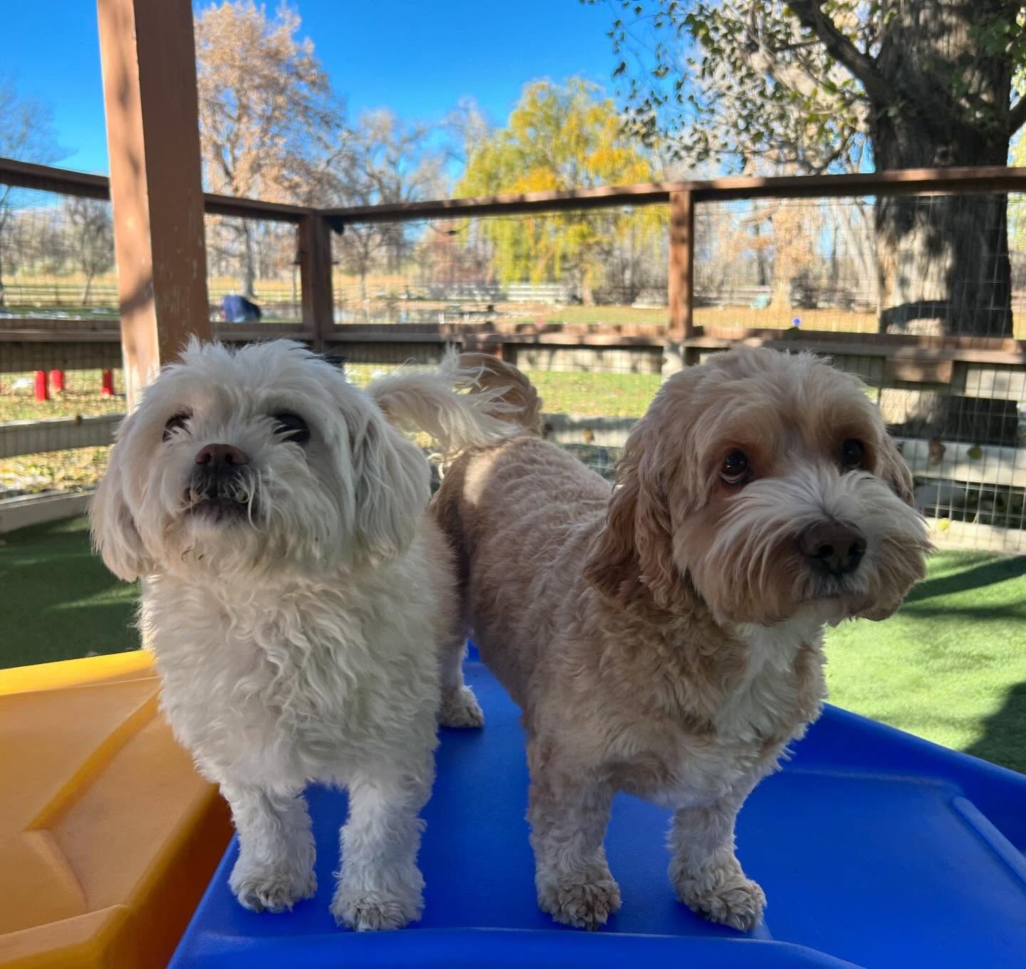 Two small dogs standing next to each other on a blue table